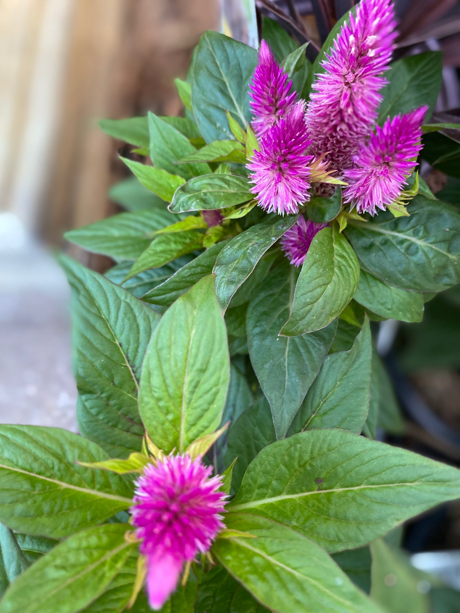 Celosia