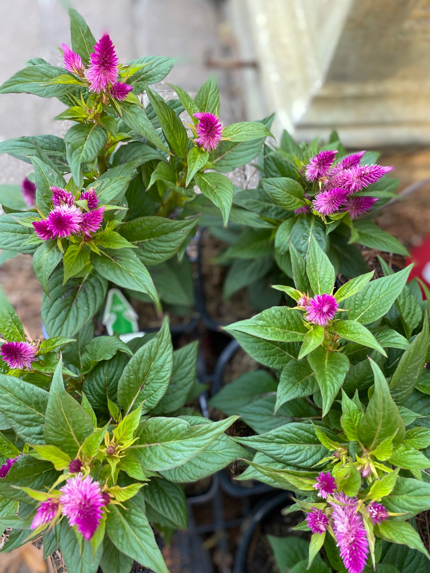 Celosia