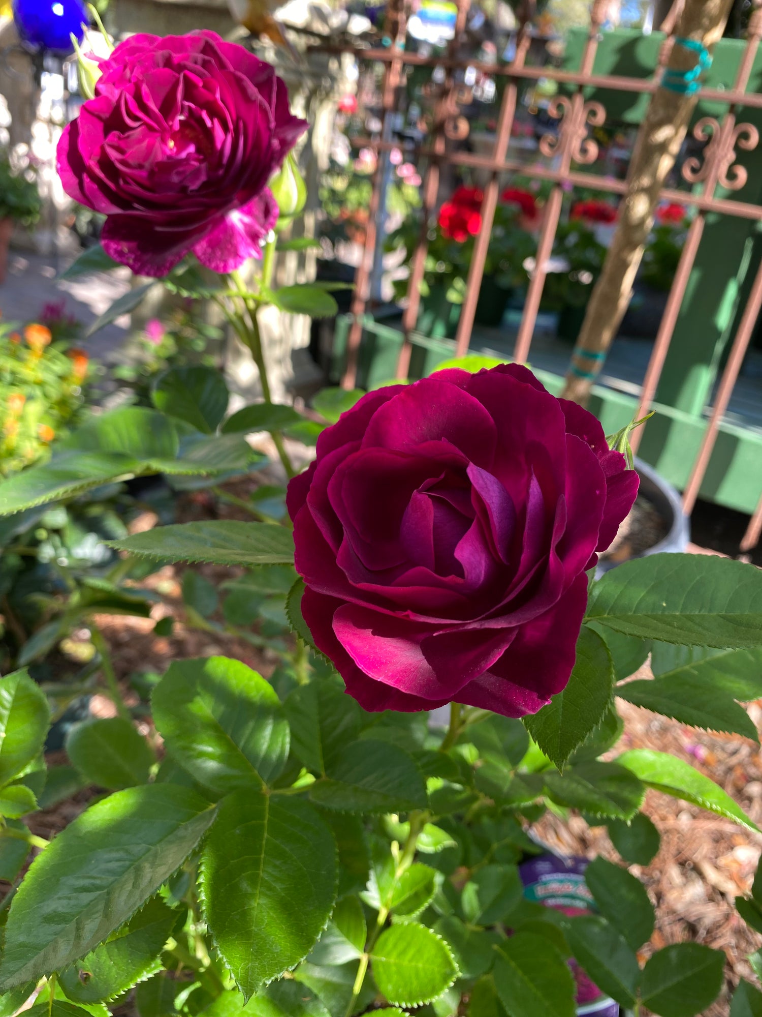 Twilight Zone Grandiflora Roses