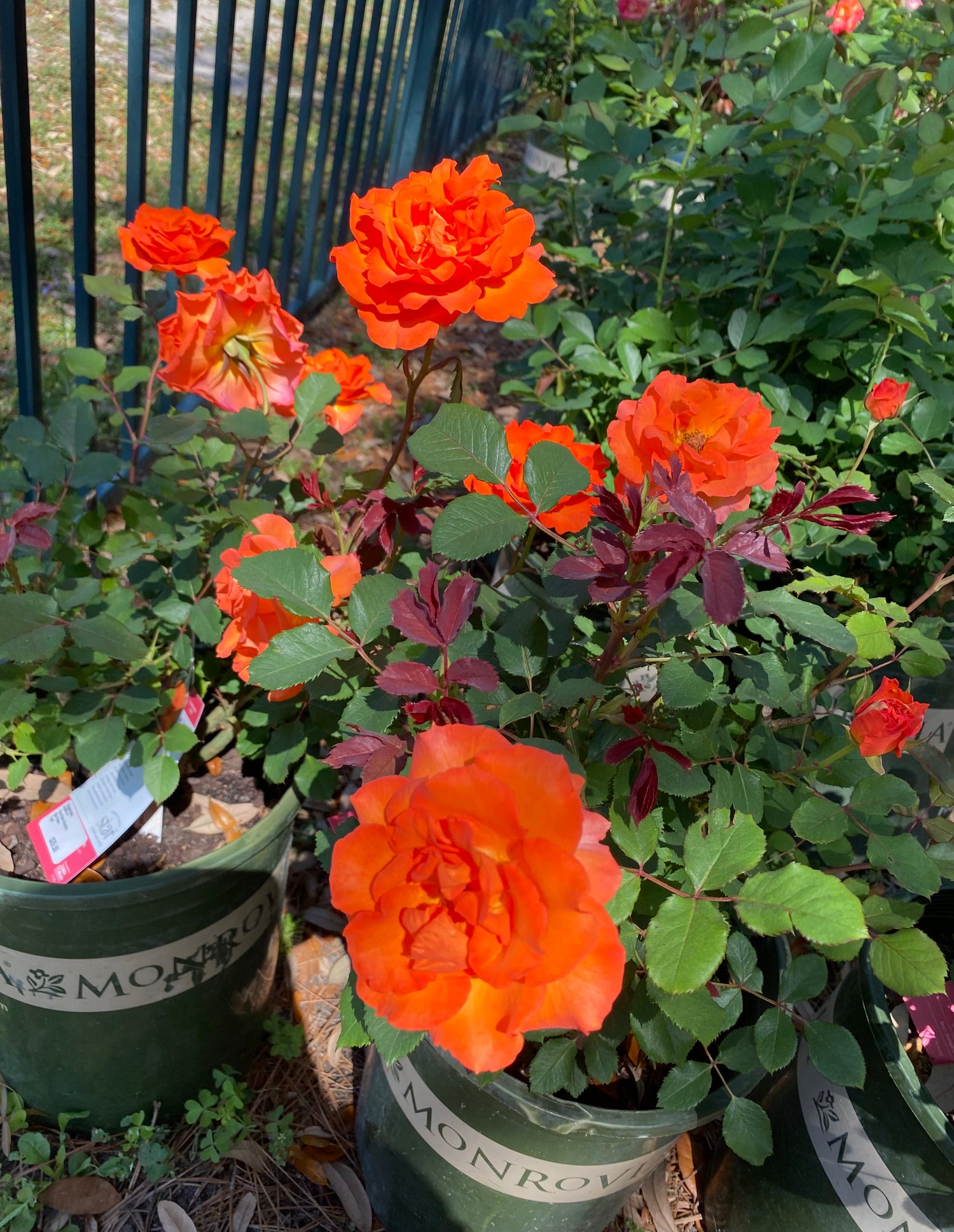 Gingersnap Floribunda Rose - Orange & Yellow Bi-Color Blooms