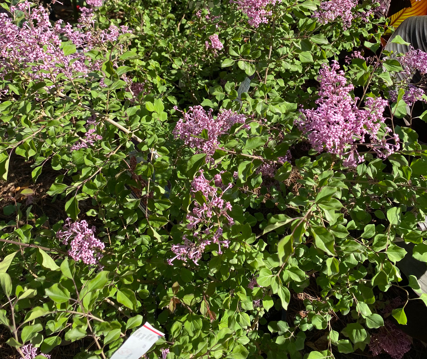 Crimson Doll Lilac Shrub