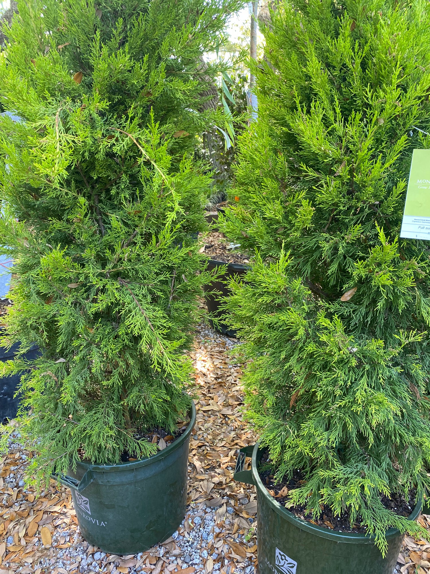 Donard Gold Monterey Cypress