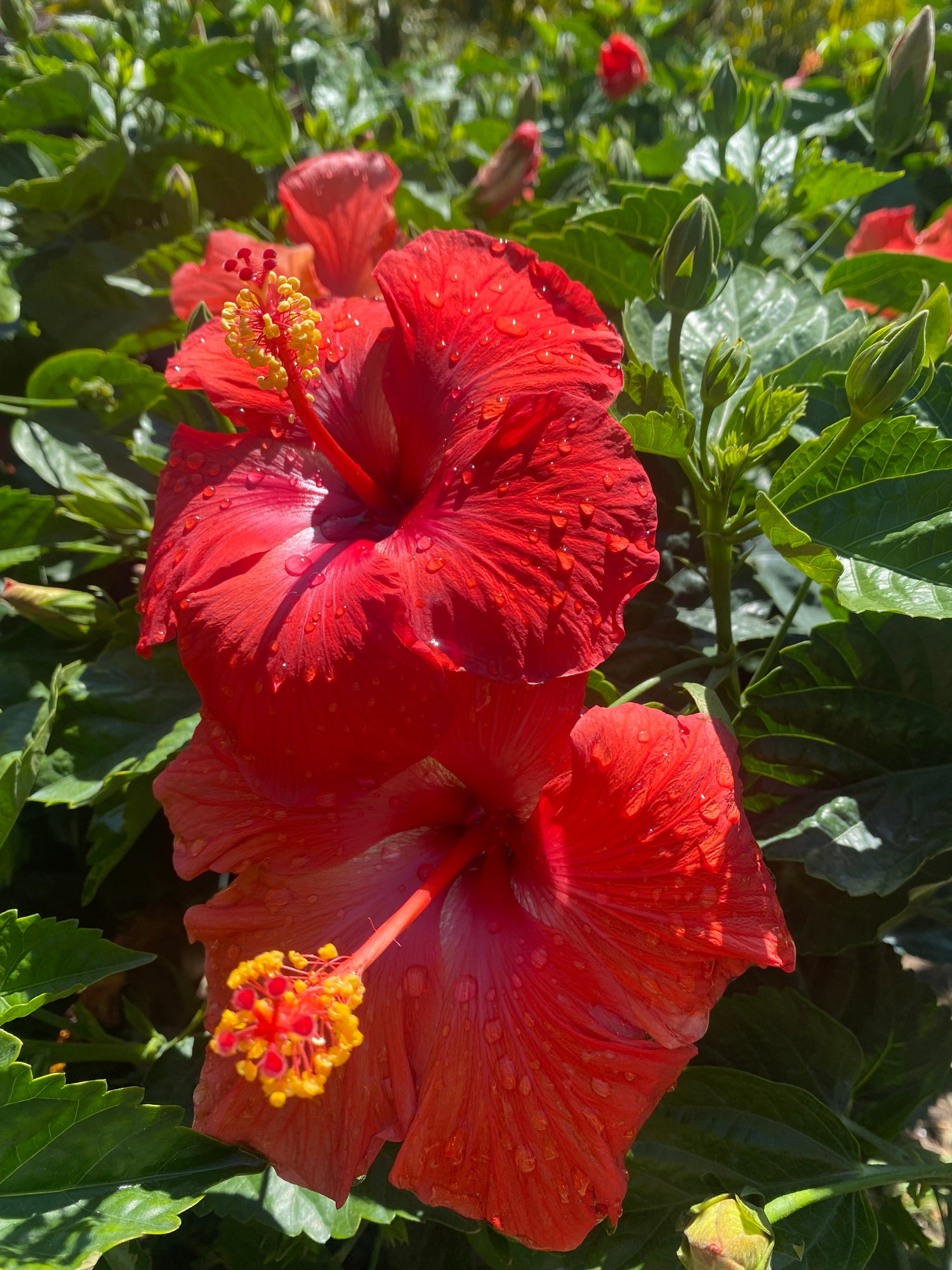 President Red Hibiscus