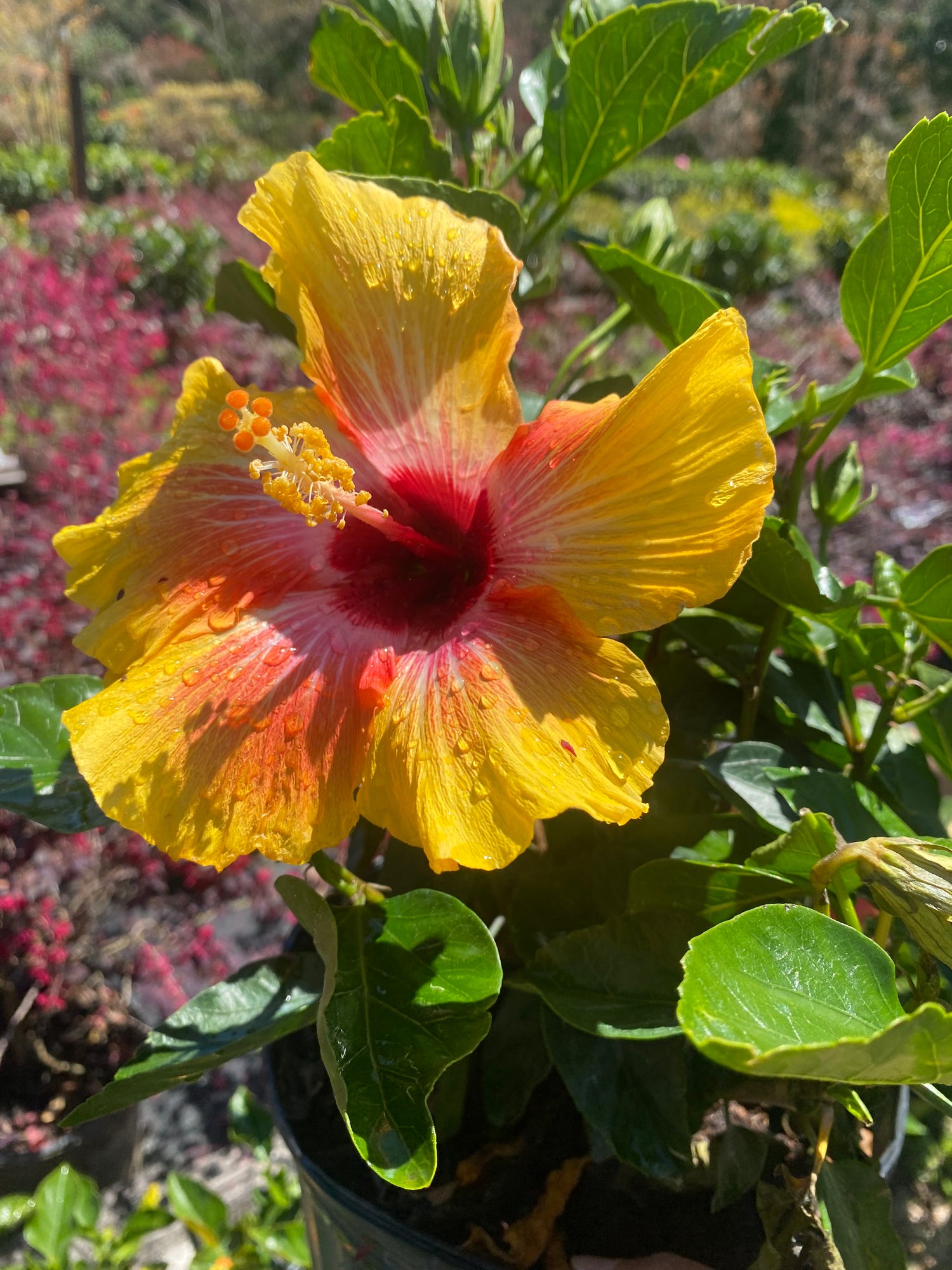 Hibiscus Bush - Fiesta