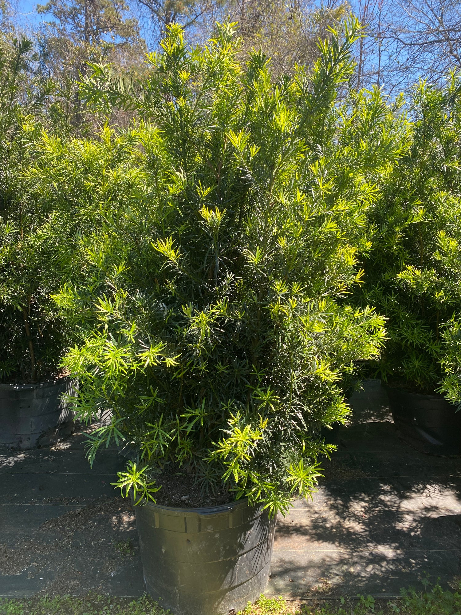 Podocarpus - Maki