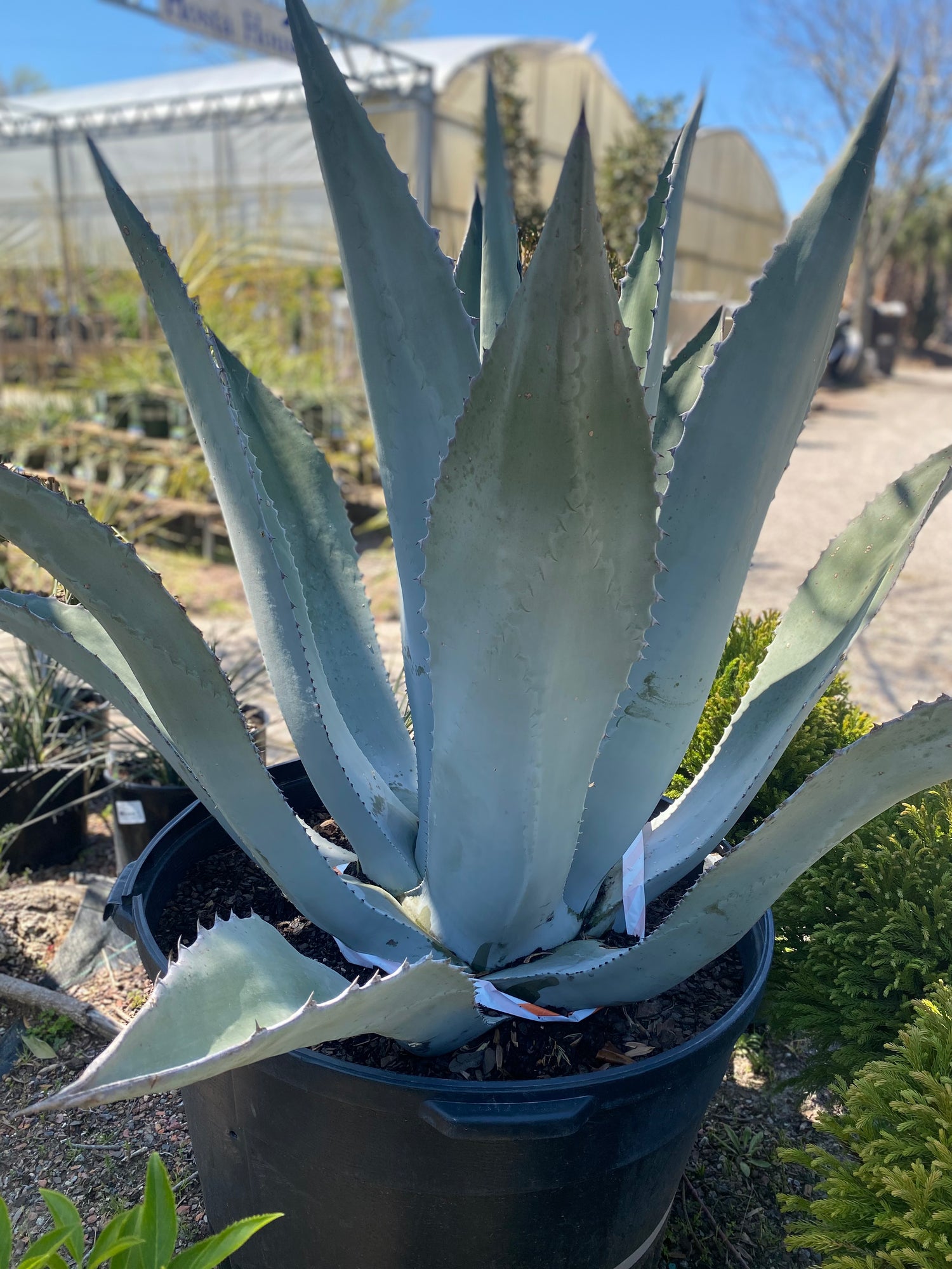 Agave