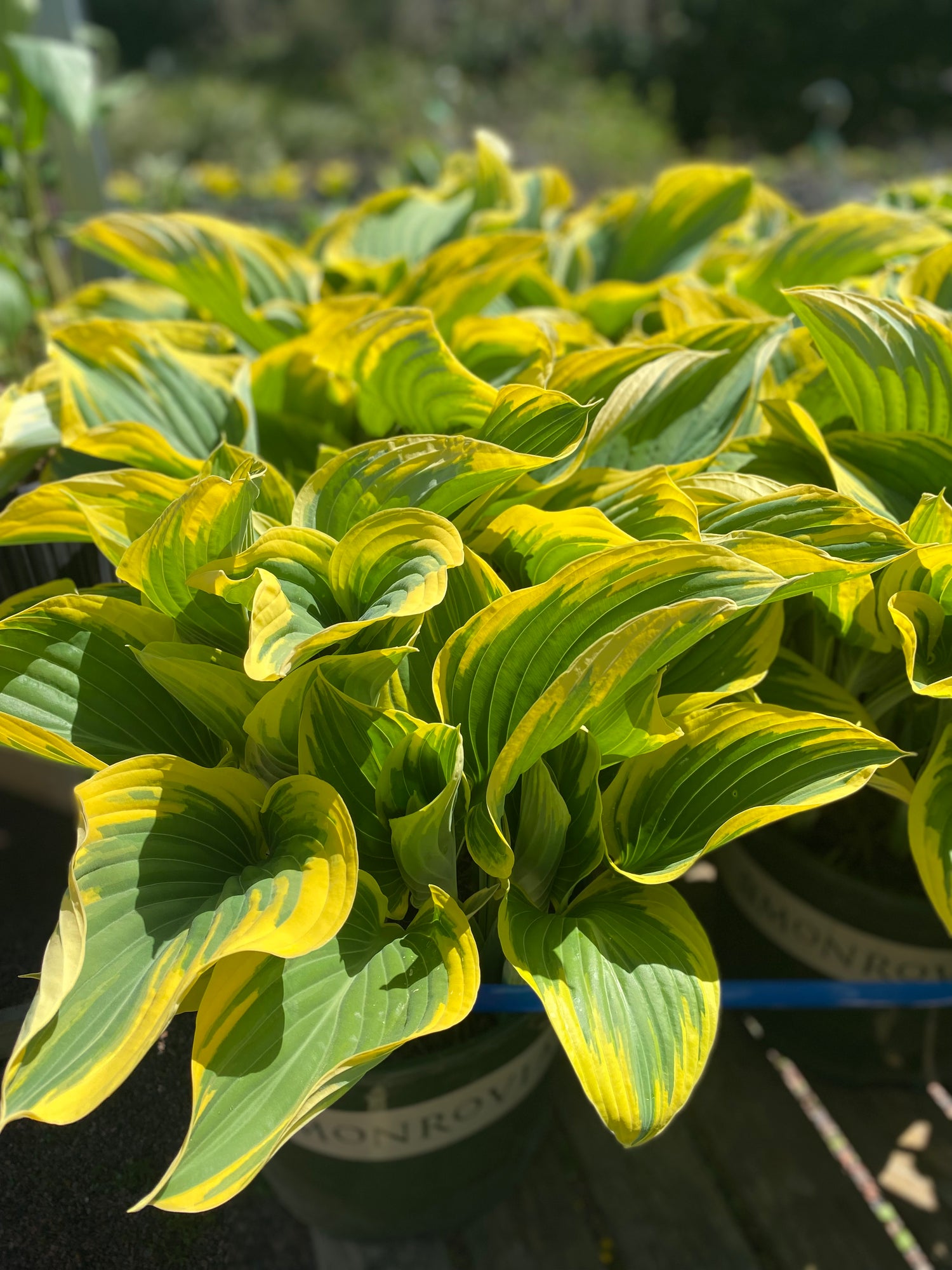 Hosta - Sagae