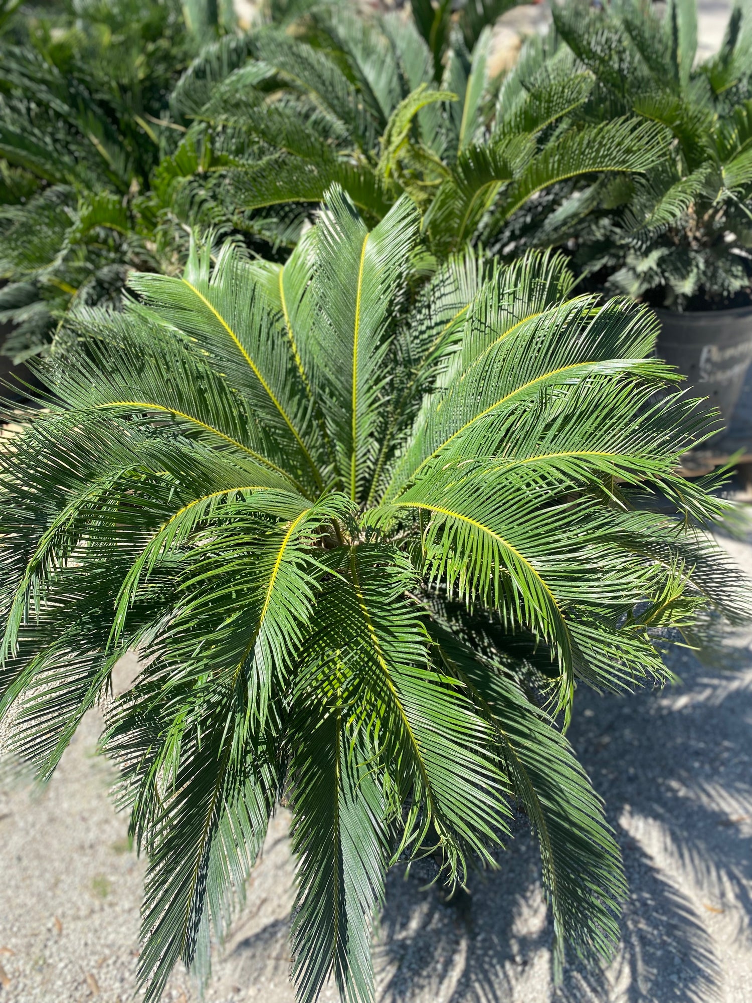Sago Palm