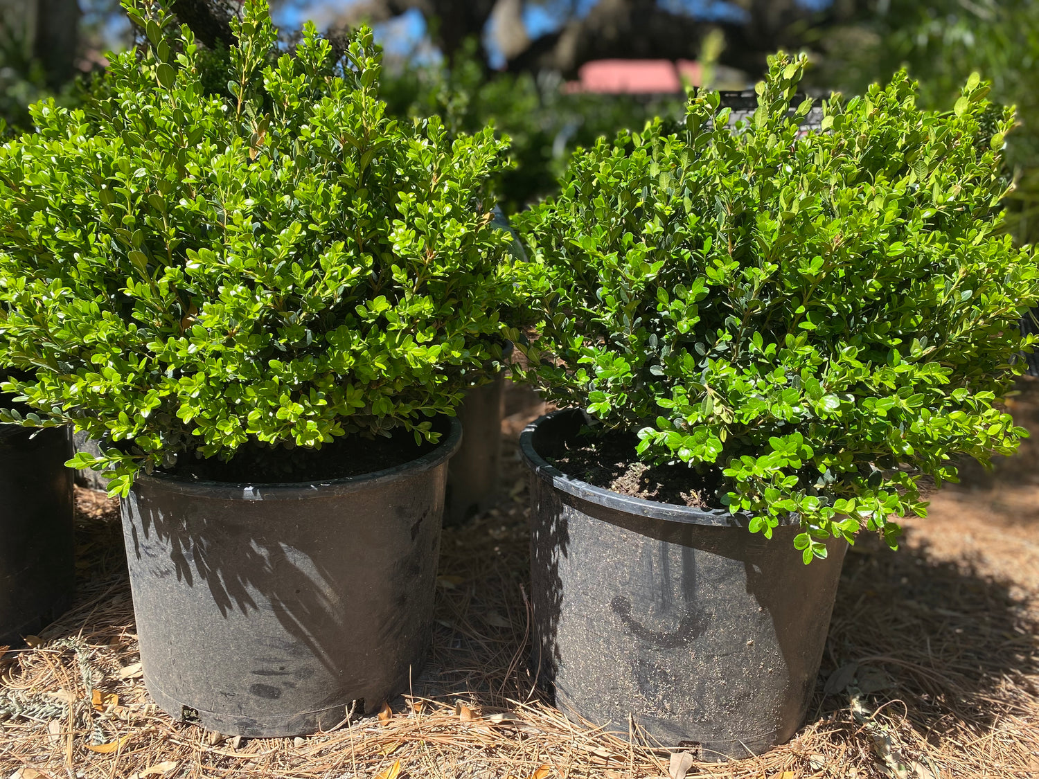 Wintergreen Boxwood