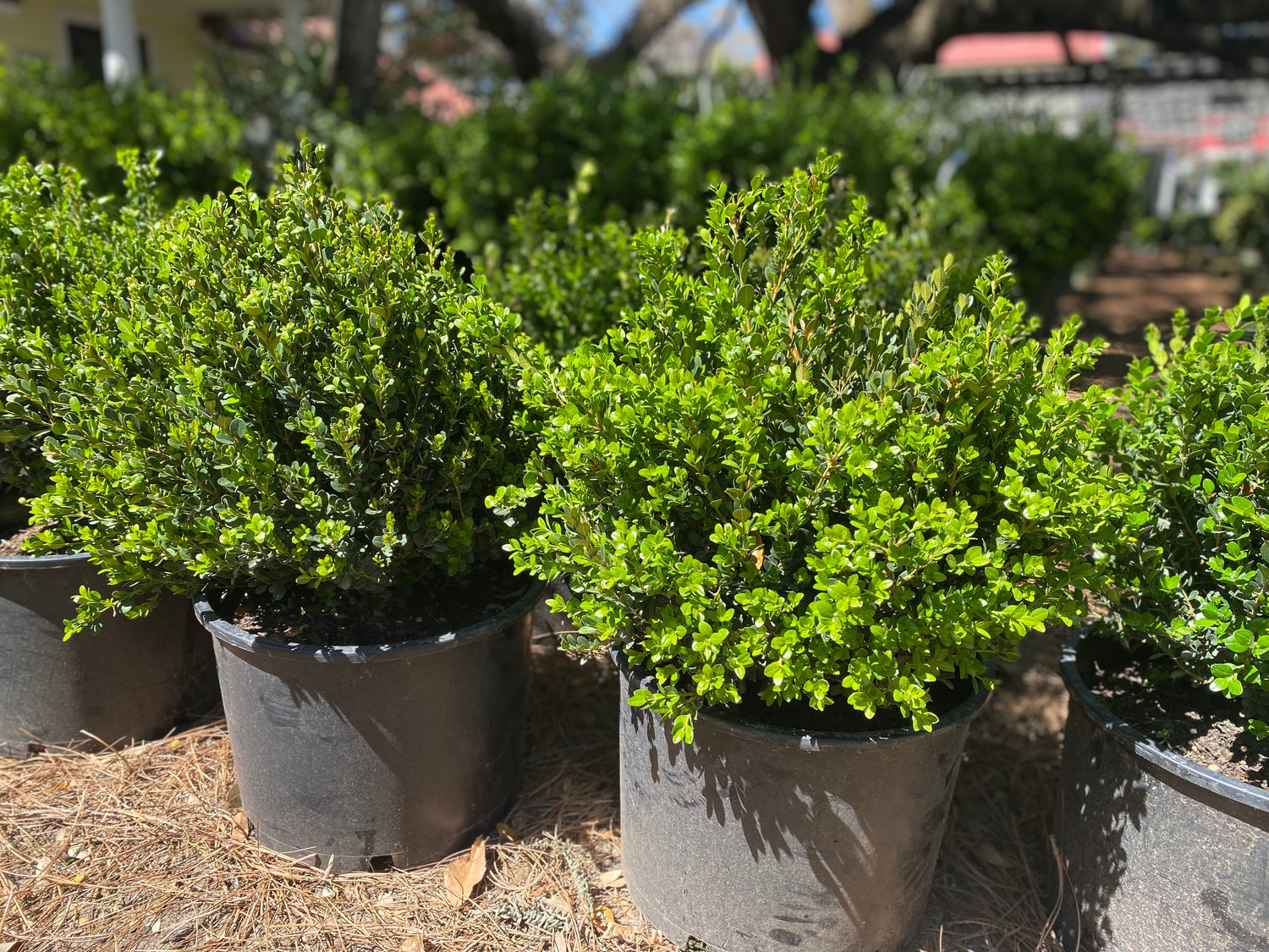 Wintergreen Boxwood
