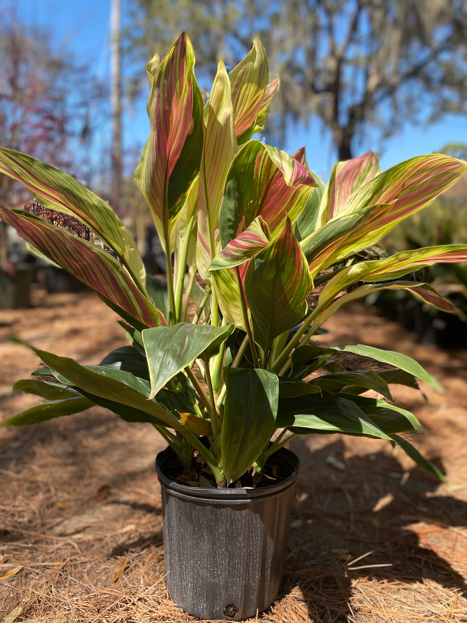 Hawaiian Ti Exotica