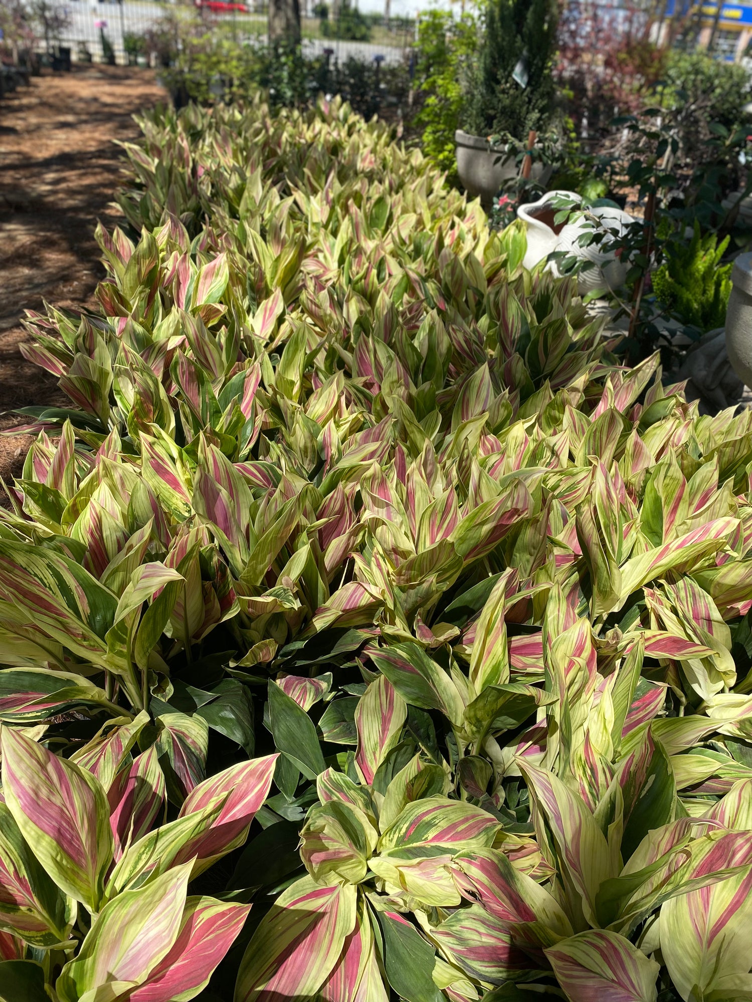 Hawaiian Ti Exotica