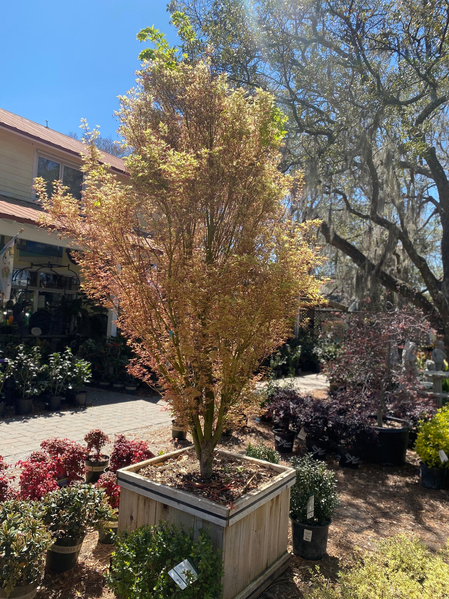 Acer Palmatum 'Butterfly' Japanese Maple