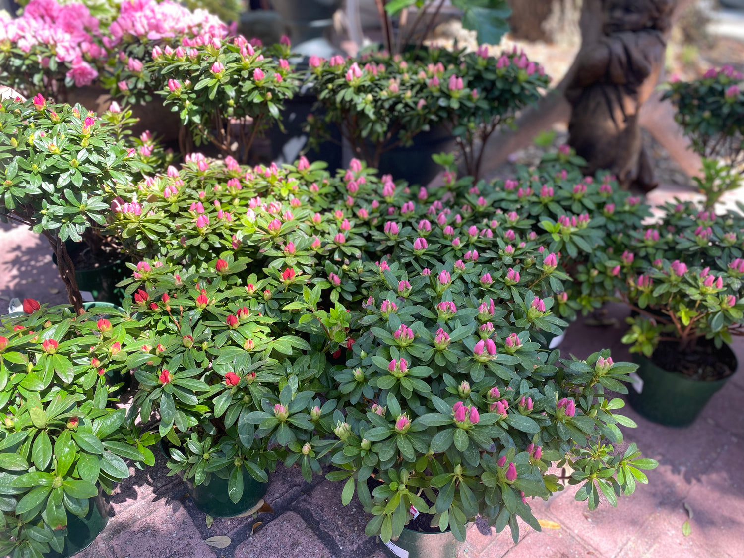 Keepsake Azaleas