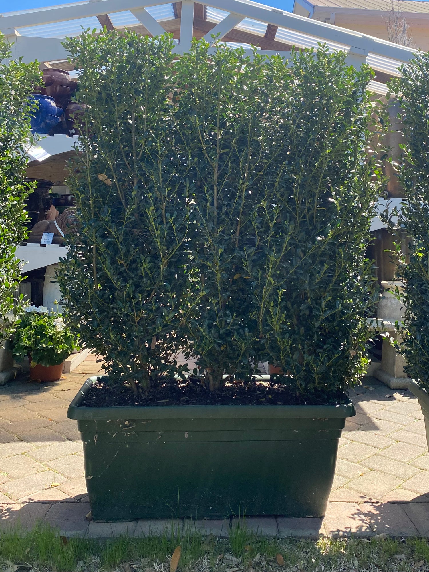 Emerald Colonnade Holly