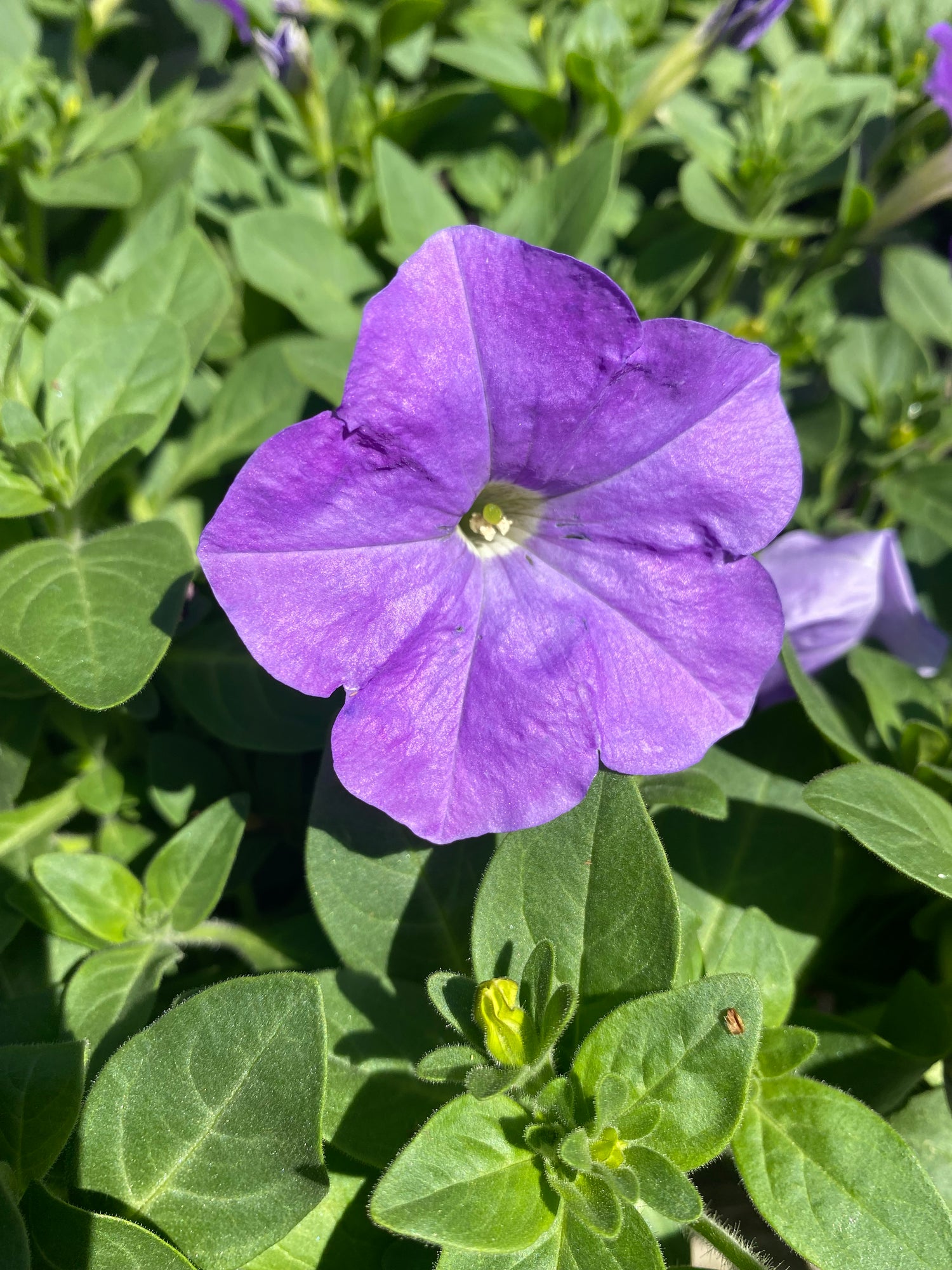 Wave Petunias