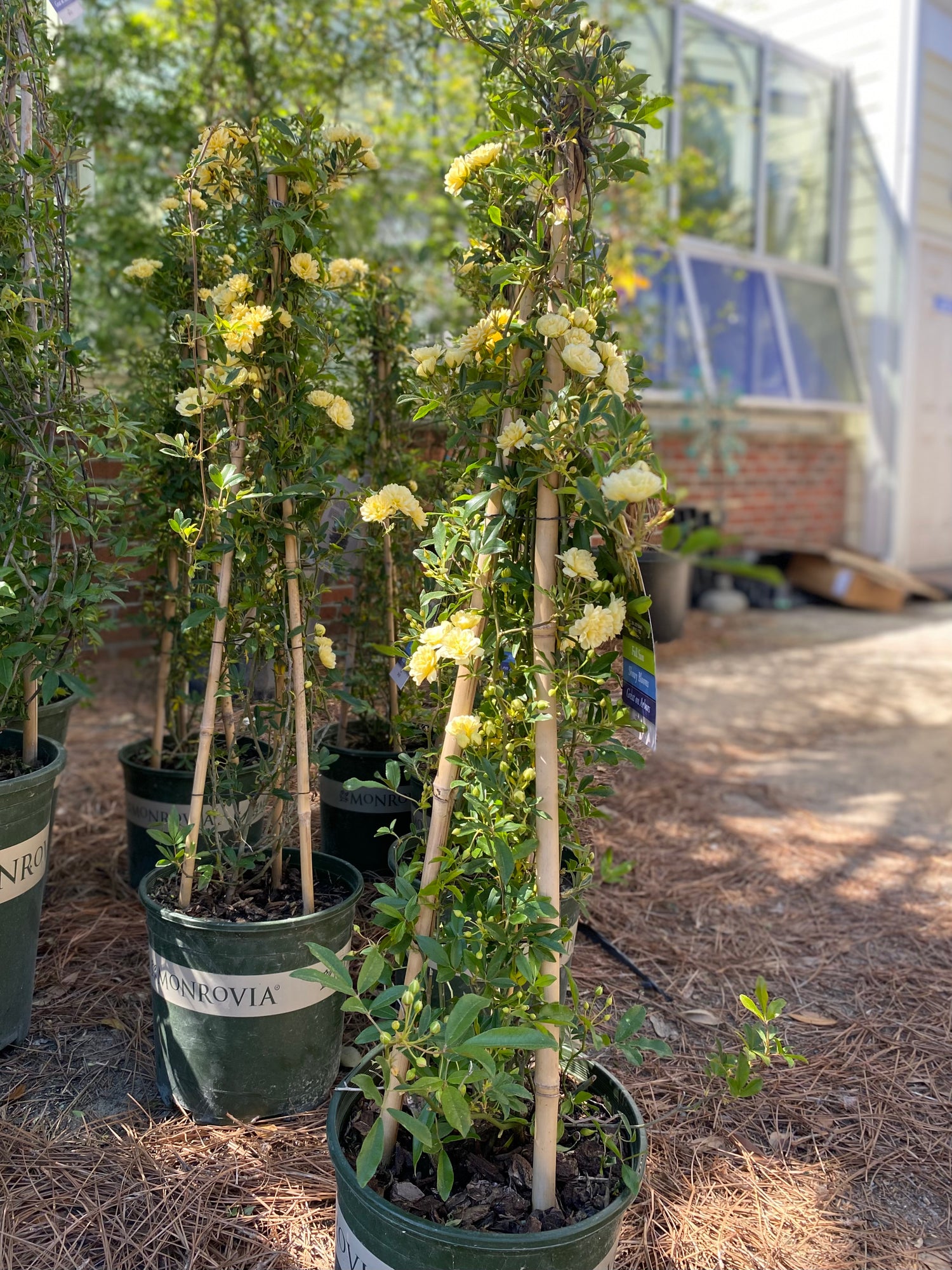 Lady Banks Yellow Climbing Rose