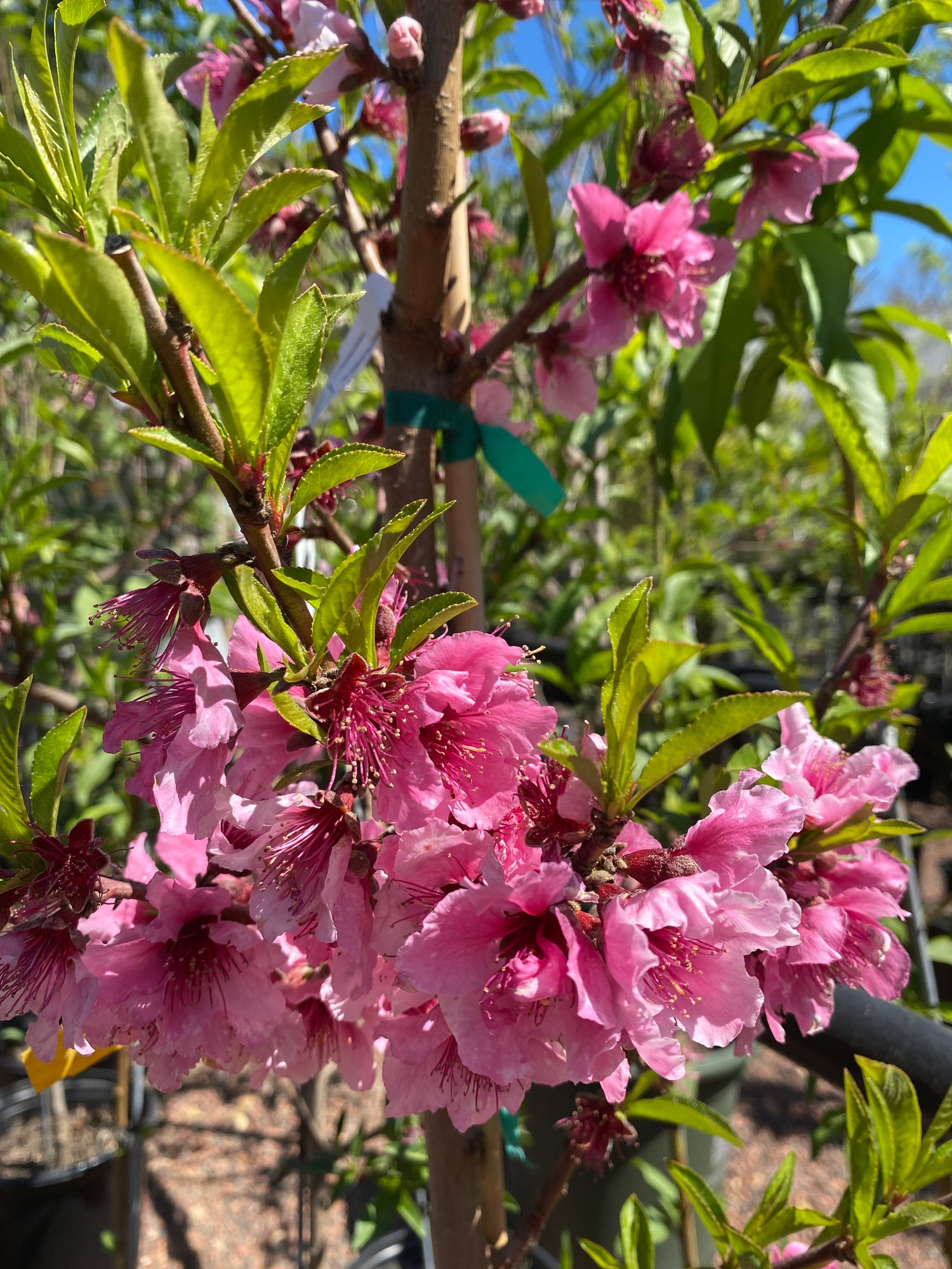 Flavortop Nectarine Tree