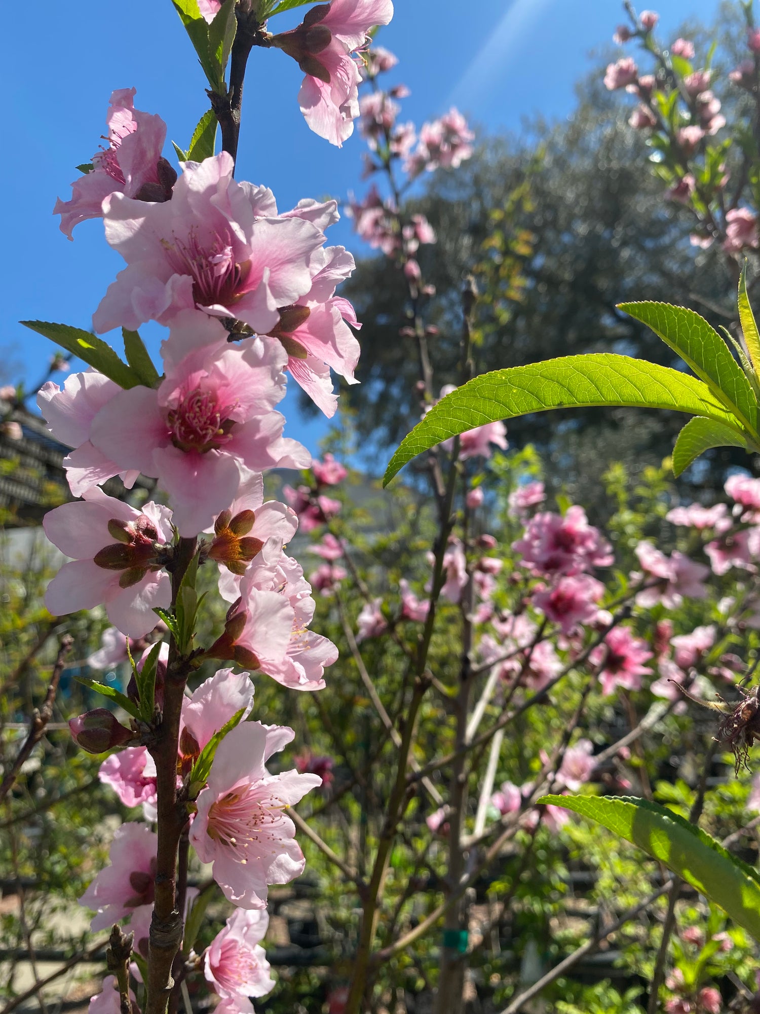 Flordaking Peach Tree