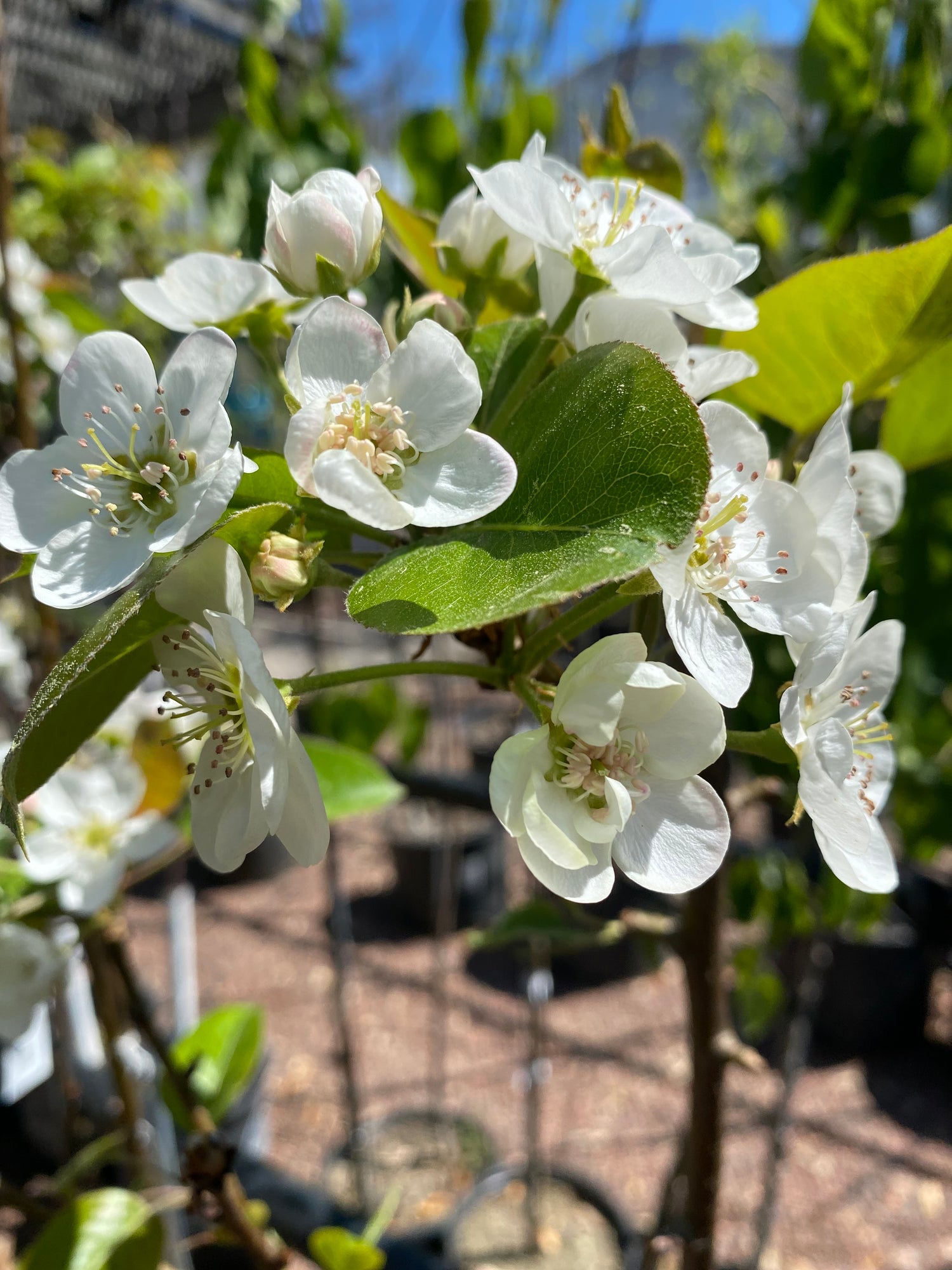 Keiffer Pear Tree