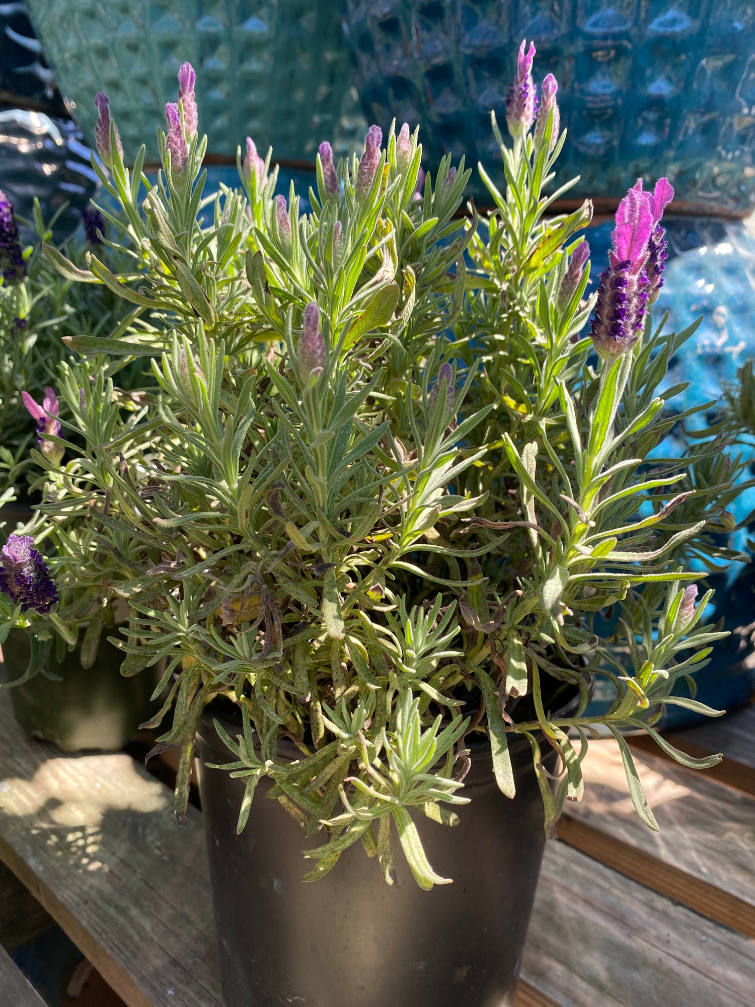 Phenomenal French Lavender