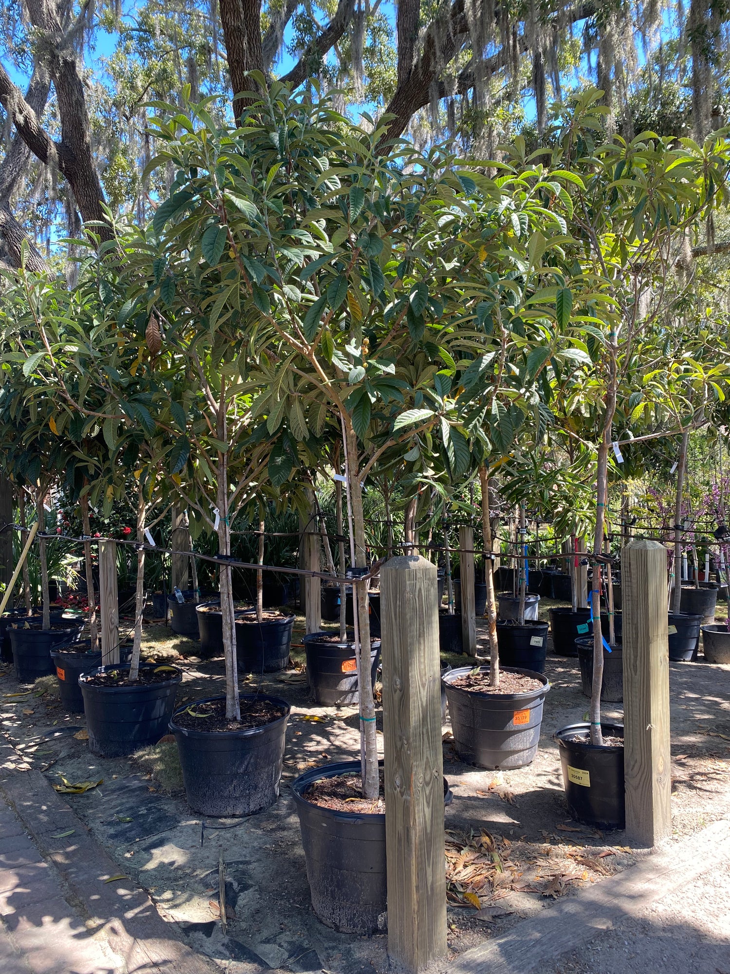 Loquat Tree