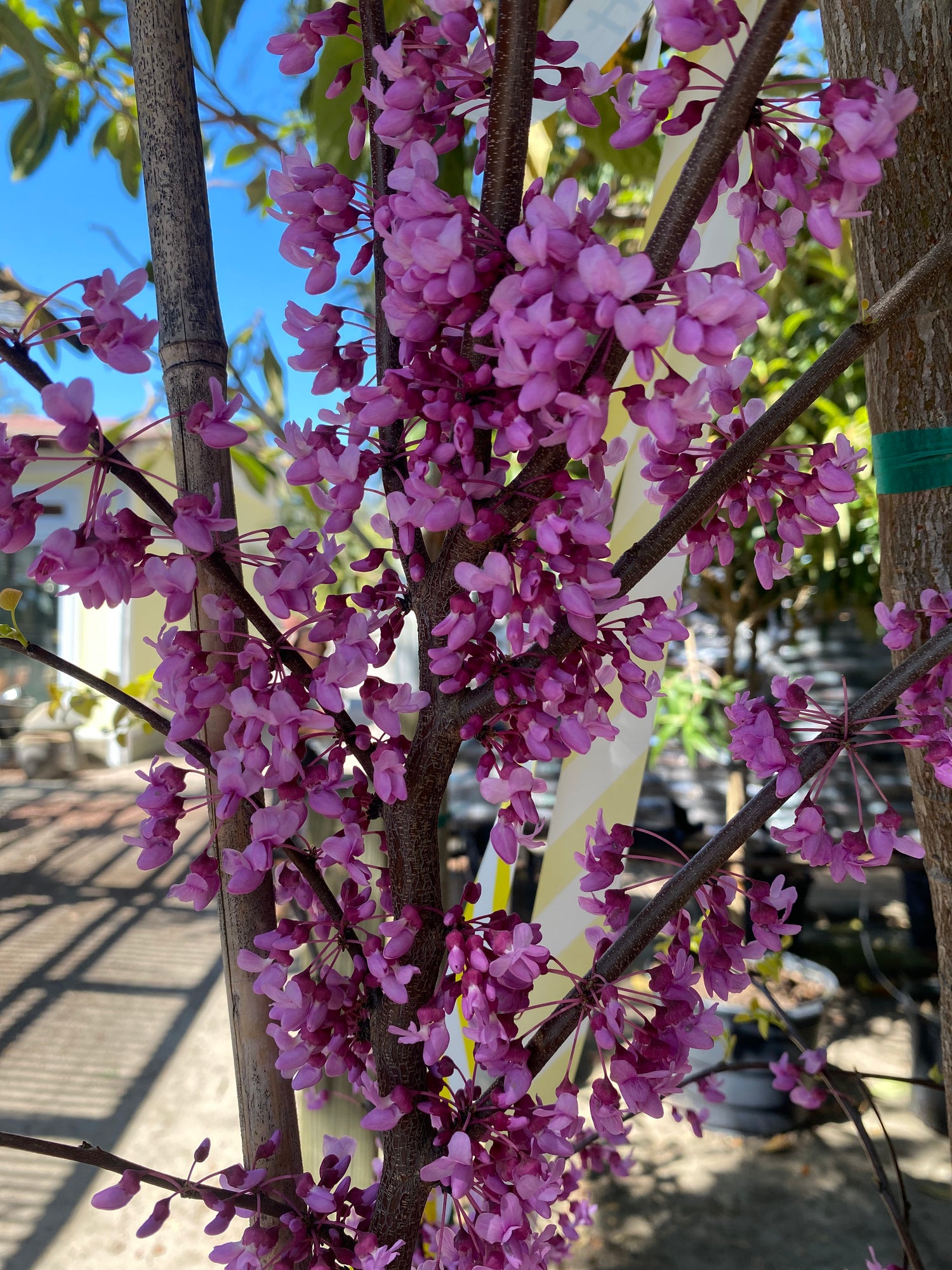 Rise 'N Shine Redbud Tree
