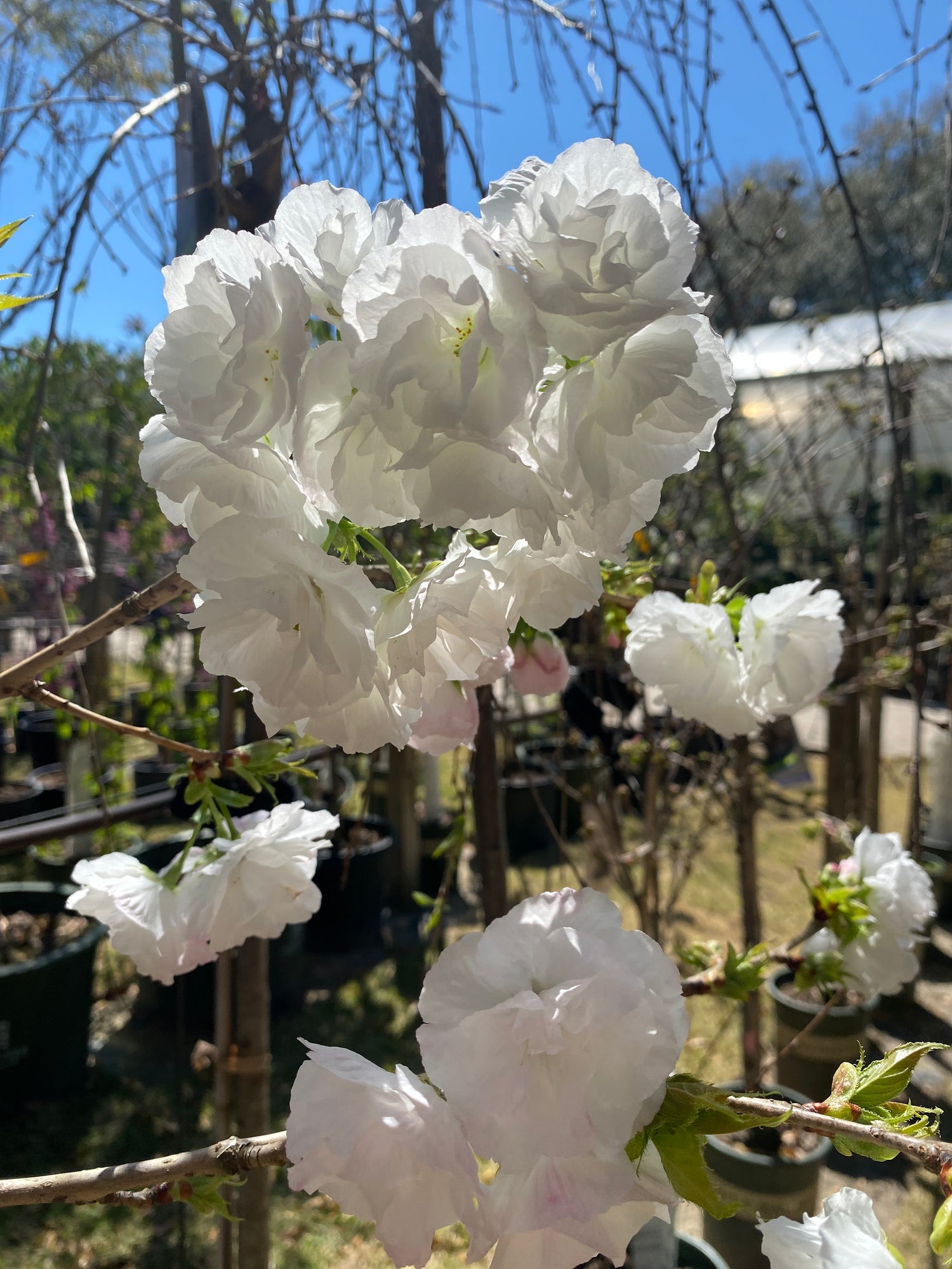 Mount Fuji Japanese Flowering Cherry