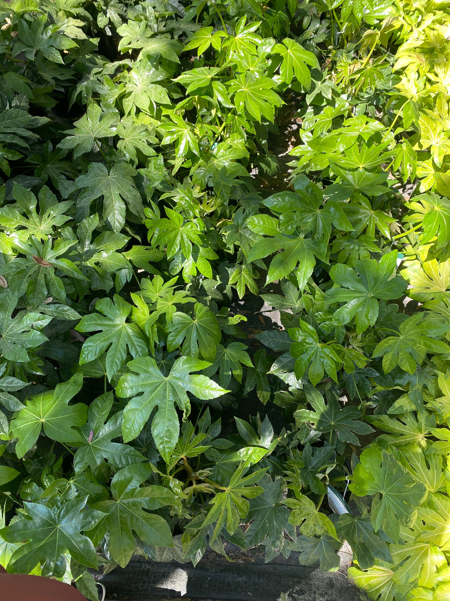 Fatsia Japonica