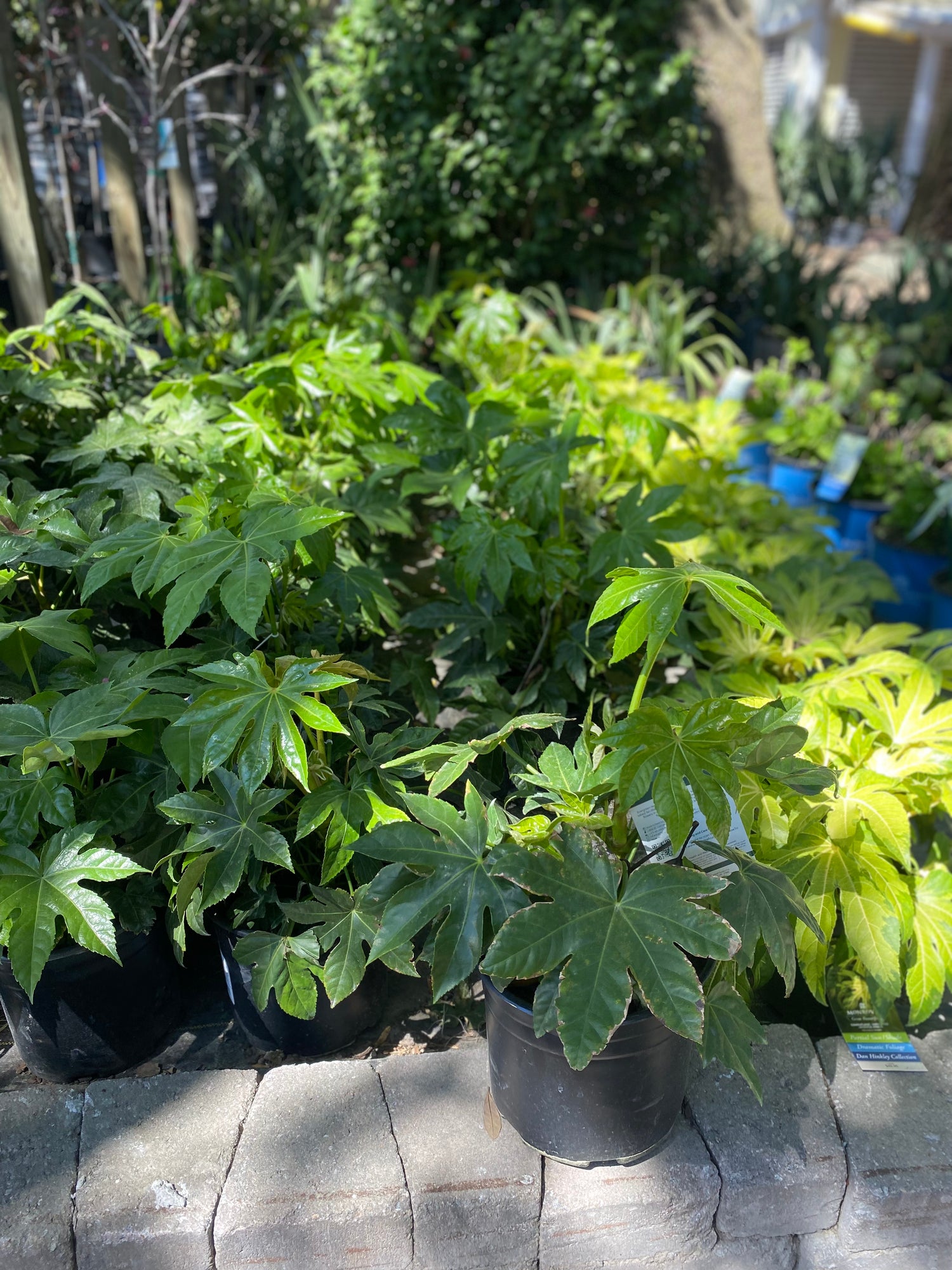 Fatsia Japonica