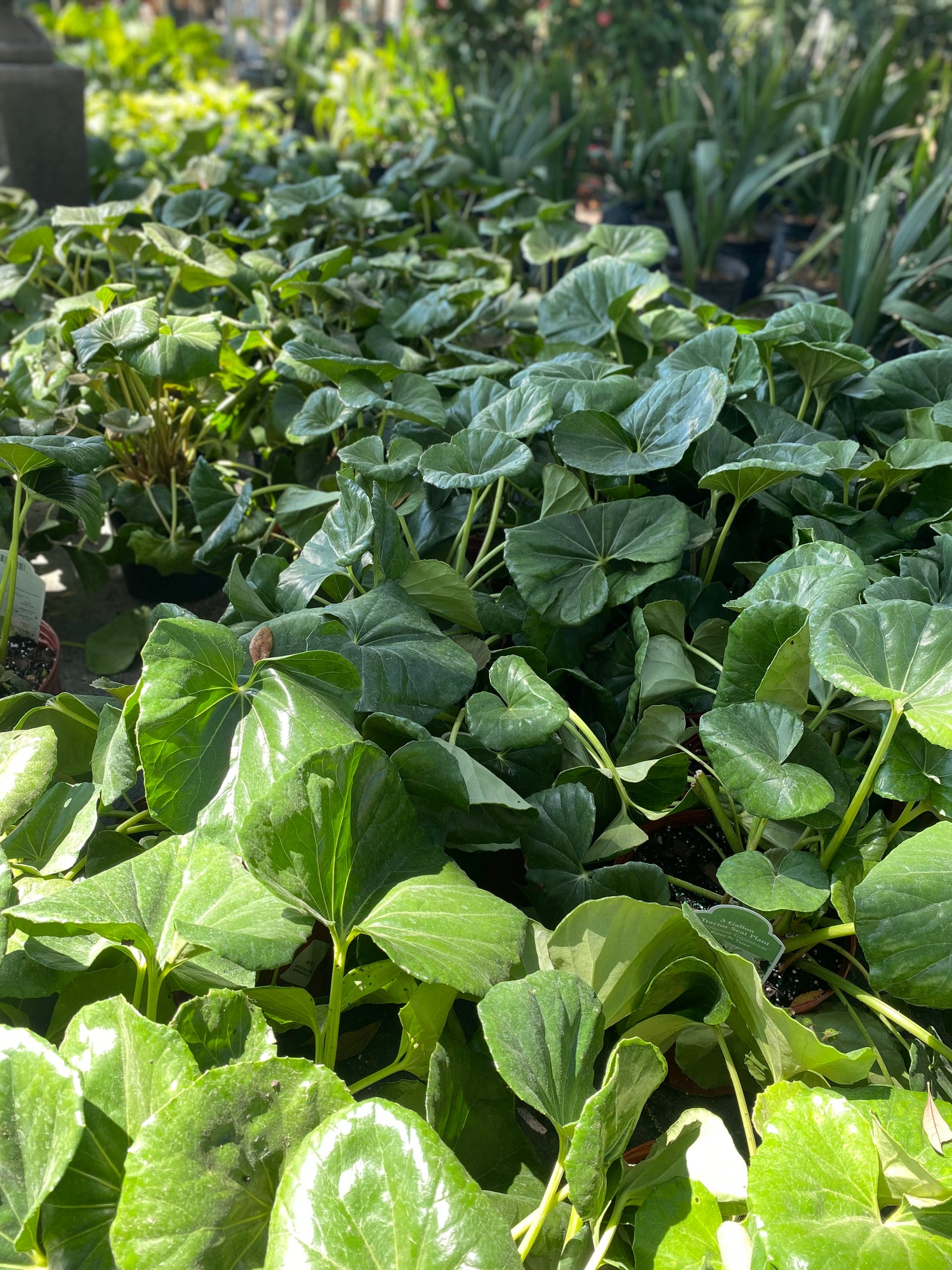 Farfugium (Tractor Seat/Leopard Plant)