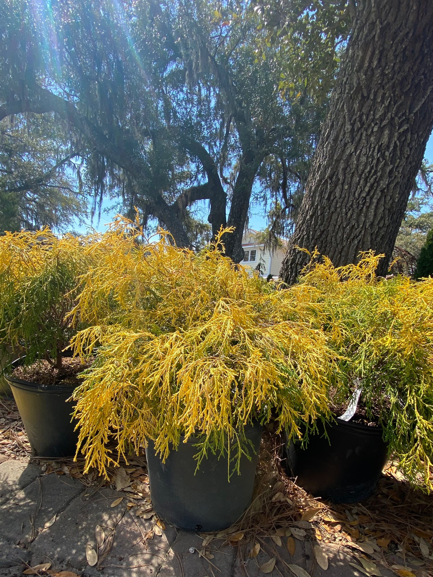 Gold Mop Cypress