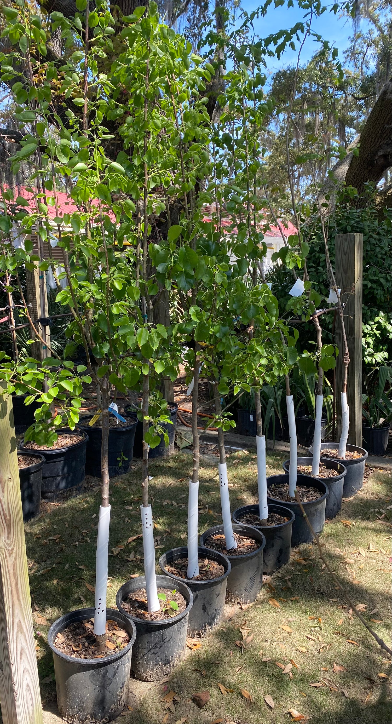 Cleveland Select Pear Tree