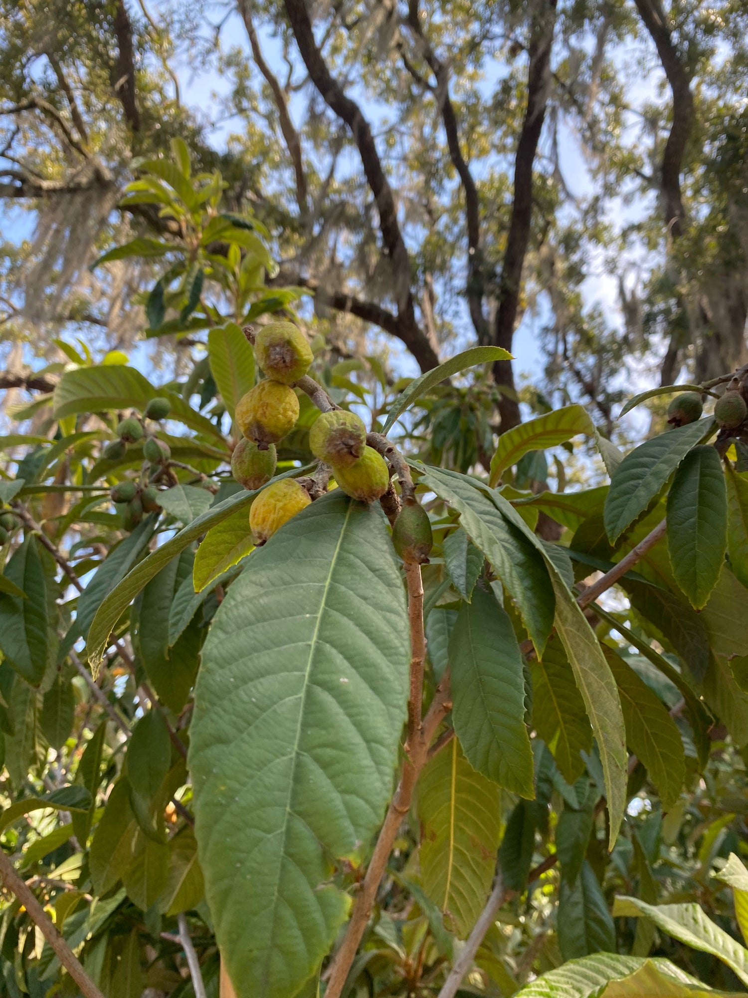 Loquat Tree