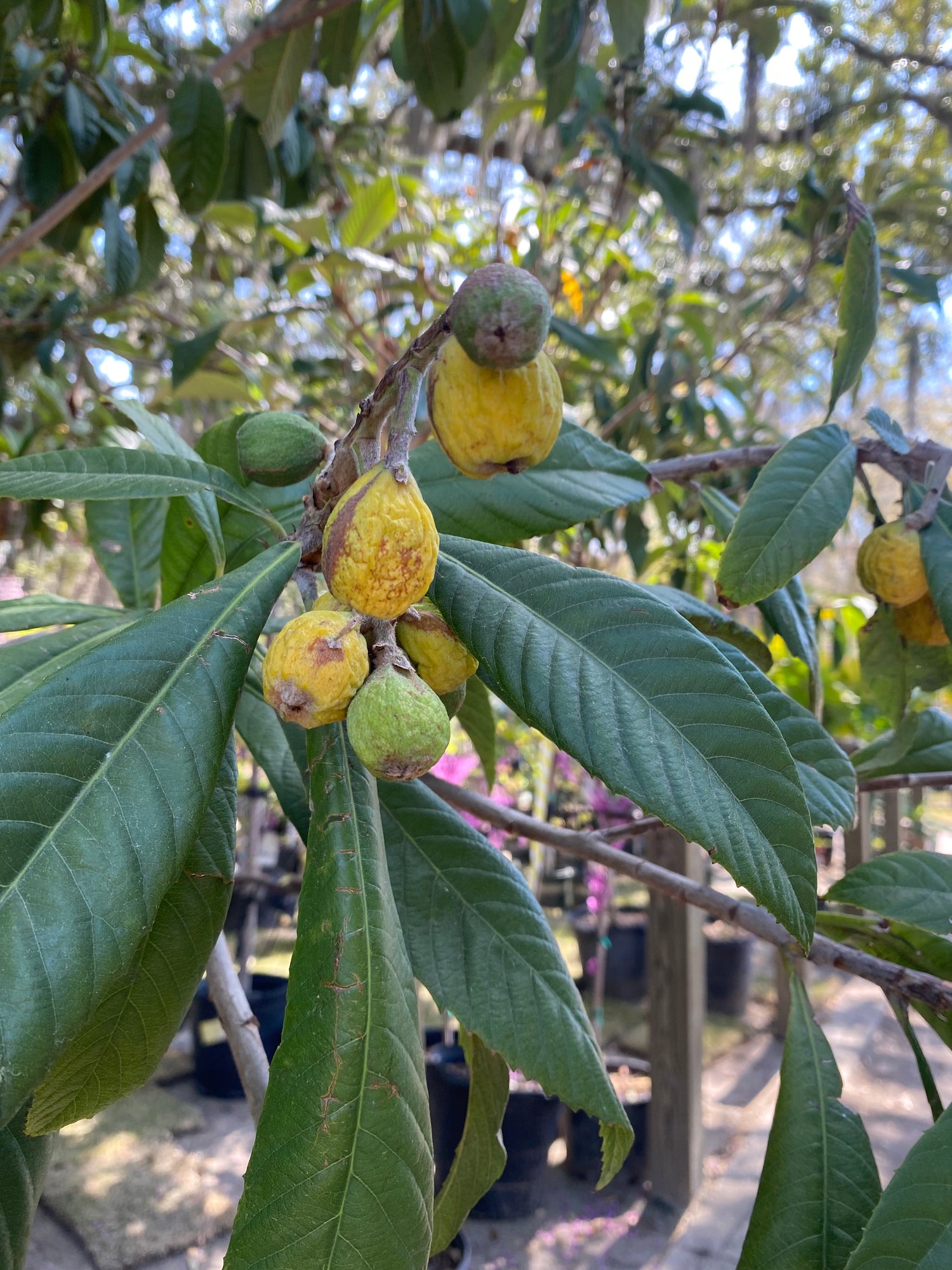 Loquat Tree