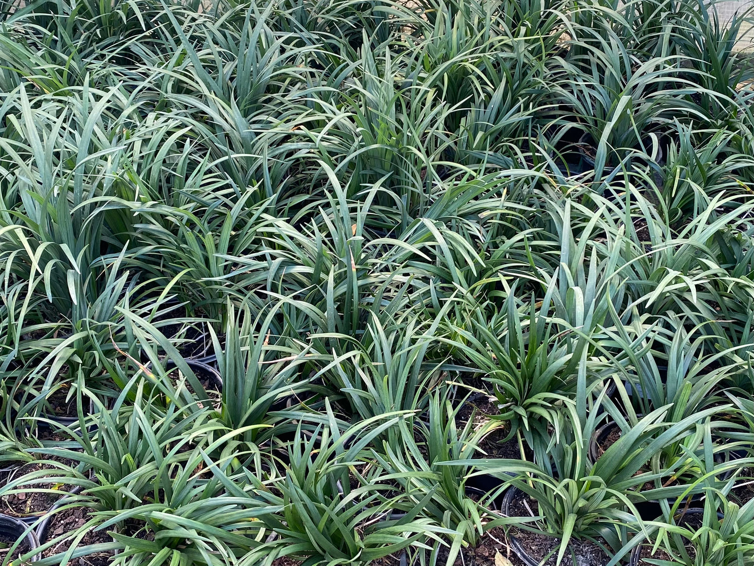 Super Blue Liriope