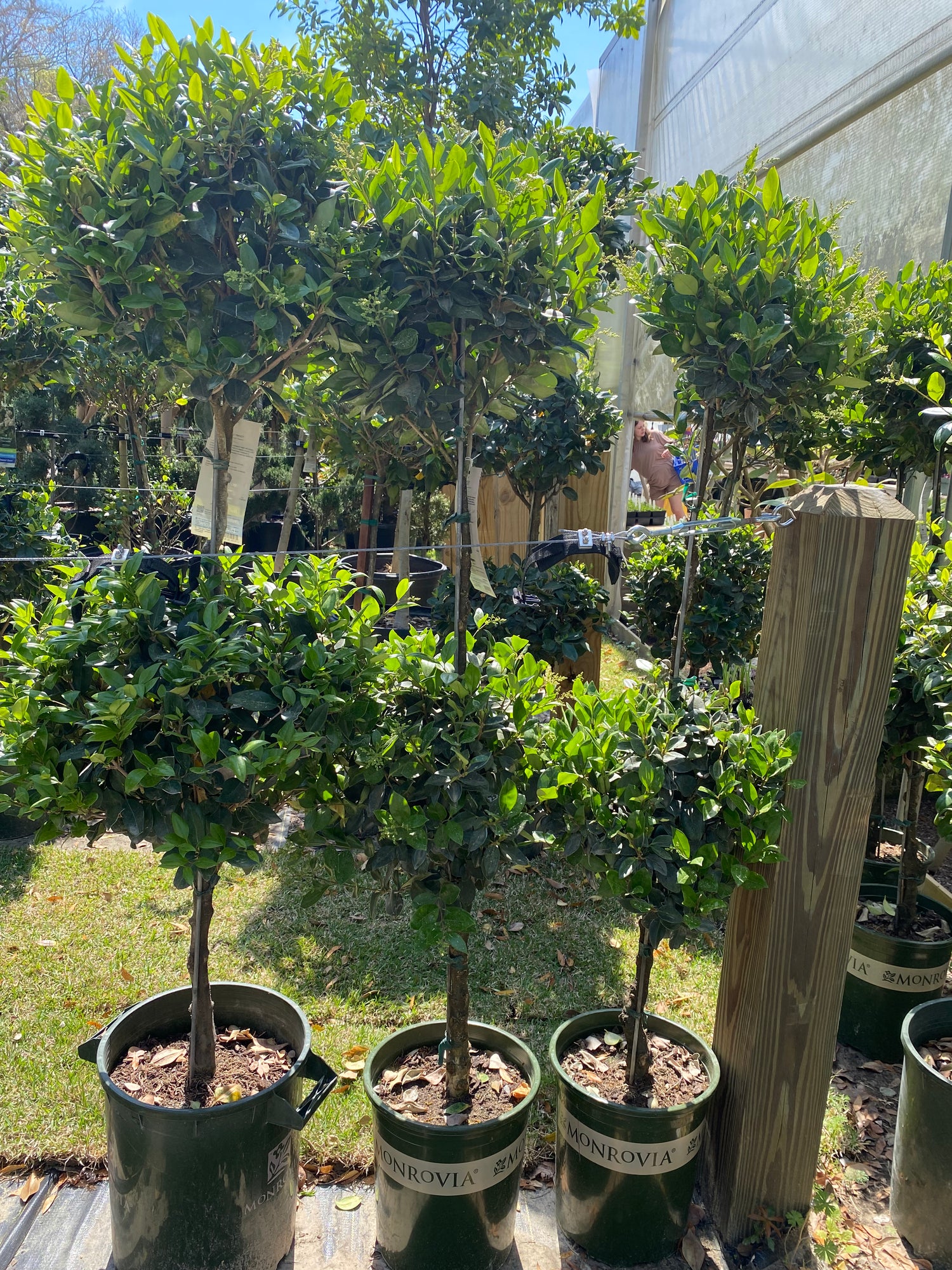 Wax Leaf Privet