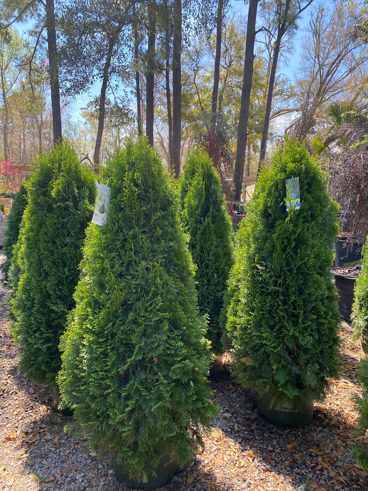 Emerald Green Arborvitae