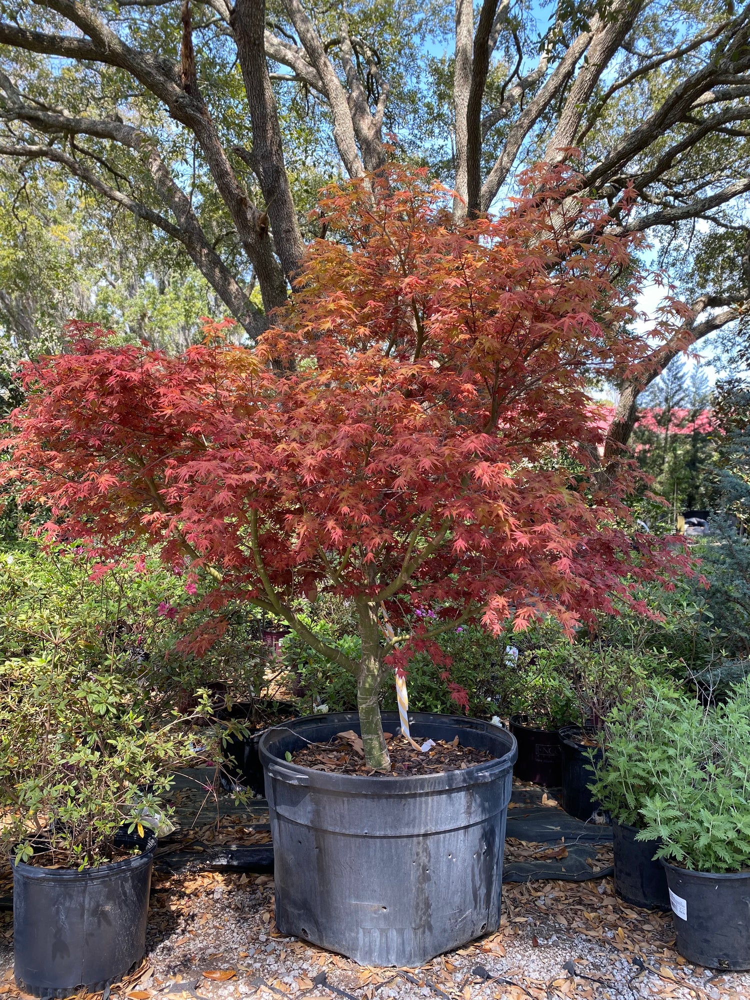 Rhode Island Red Japanese Maple