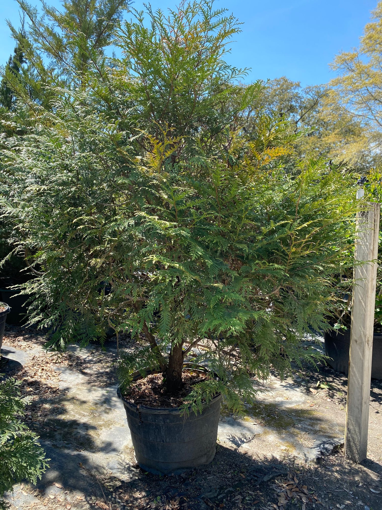 Eastern Red Cedar