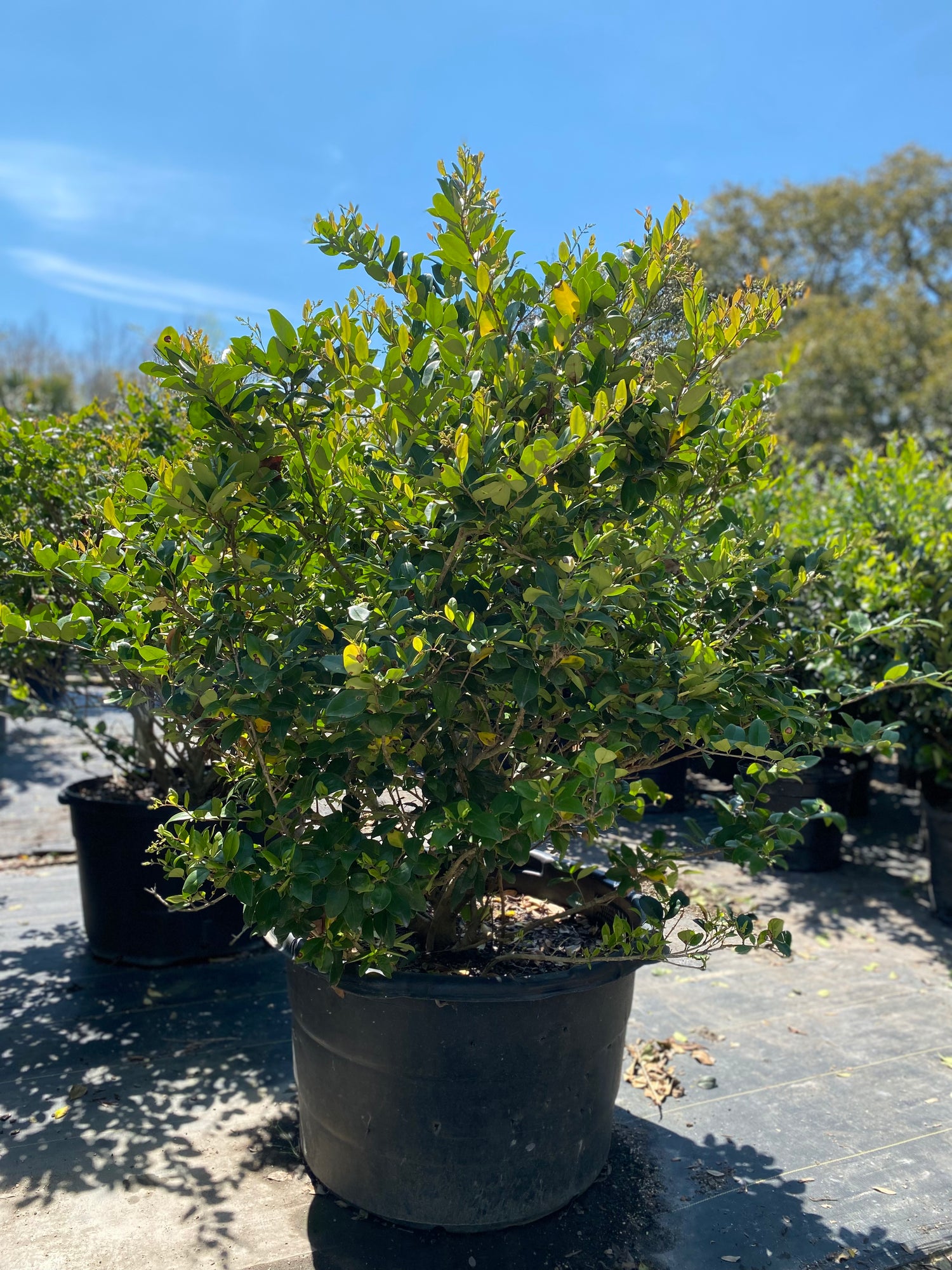 Ligustrum
