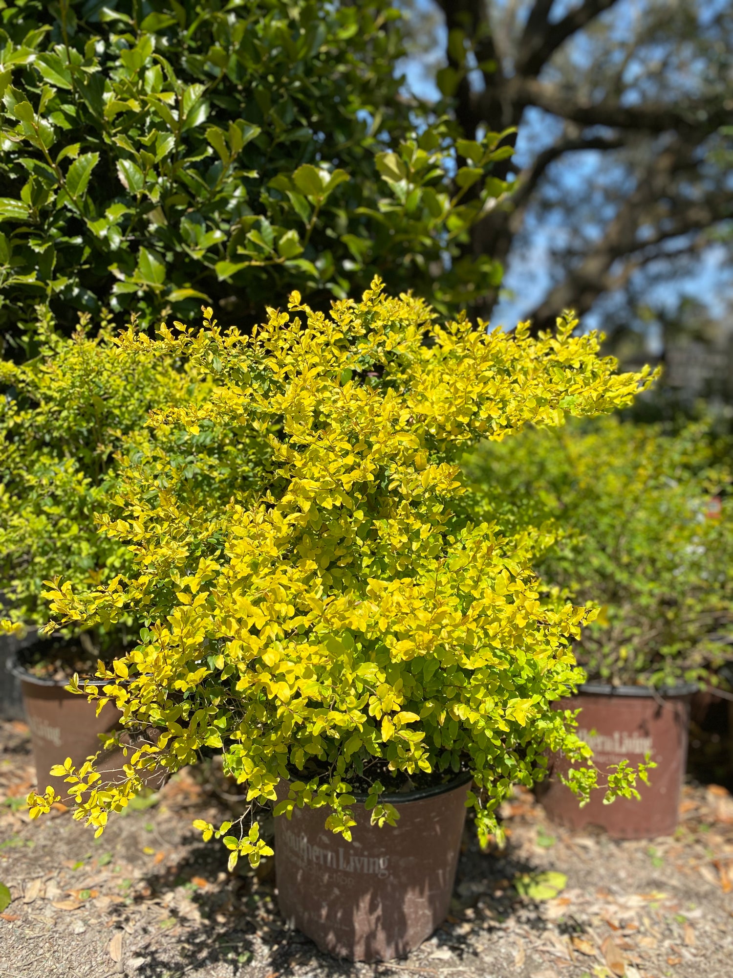 Sunshine Ligustrum