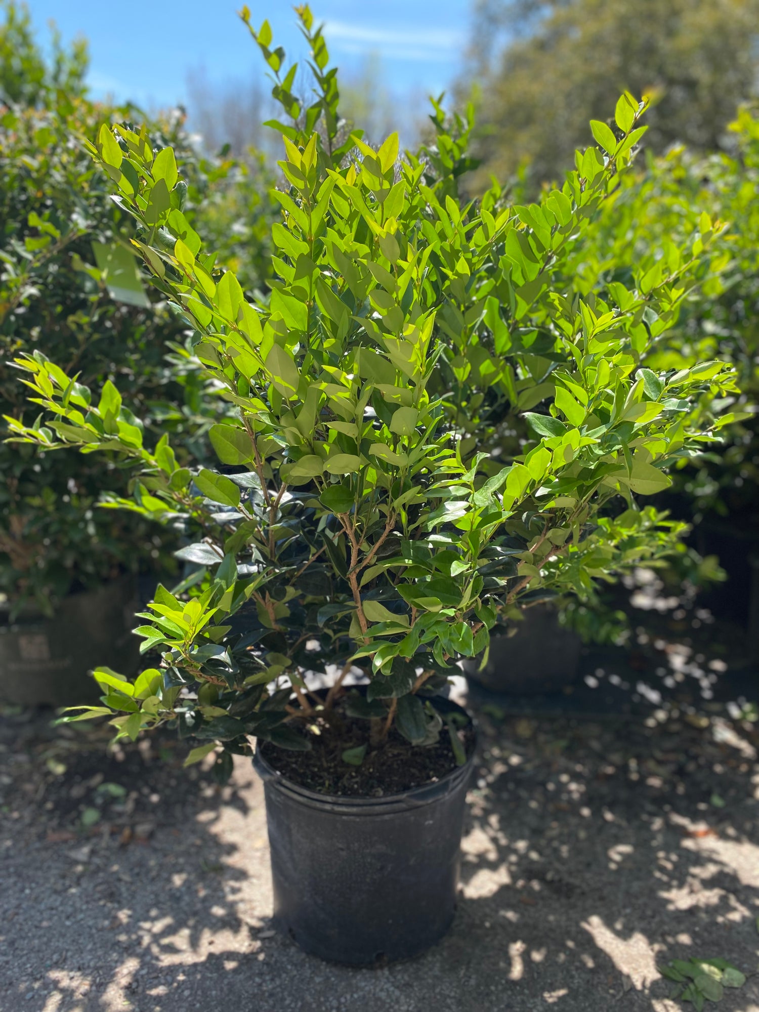 Ligustrum