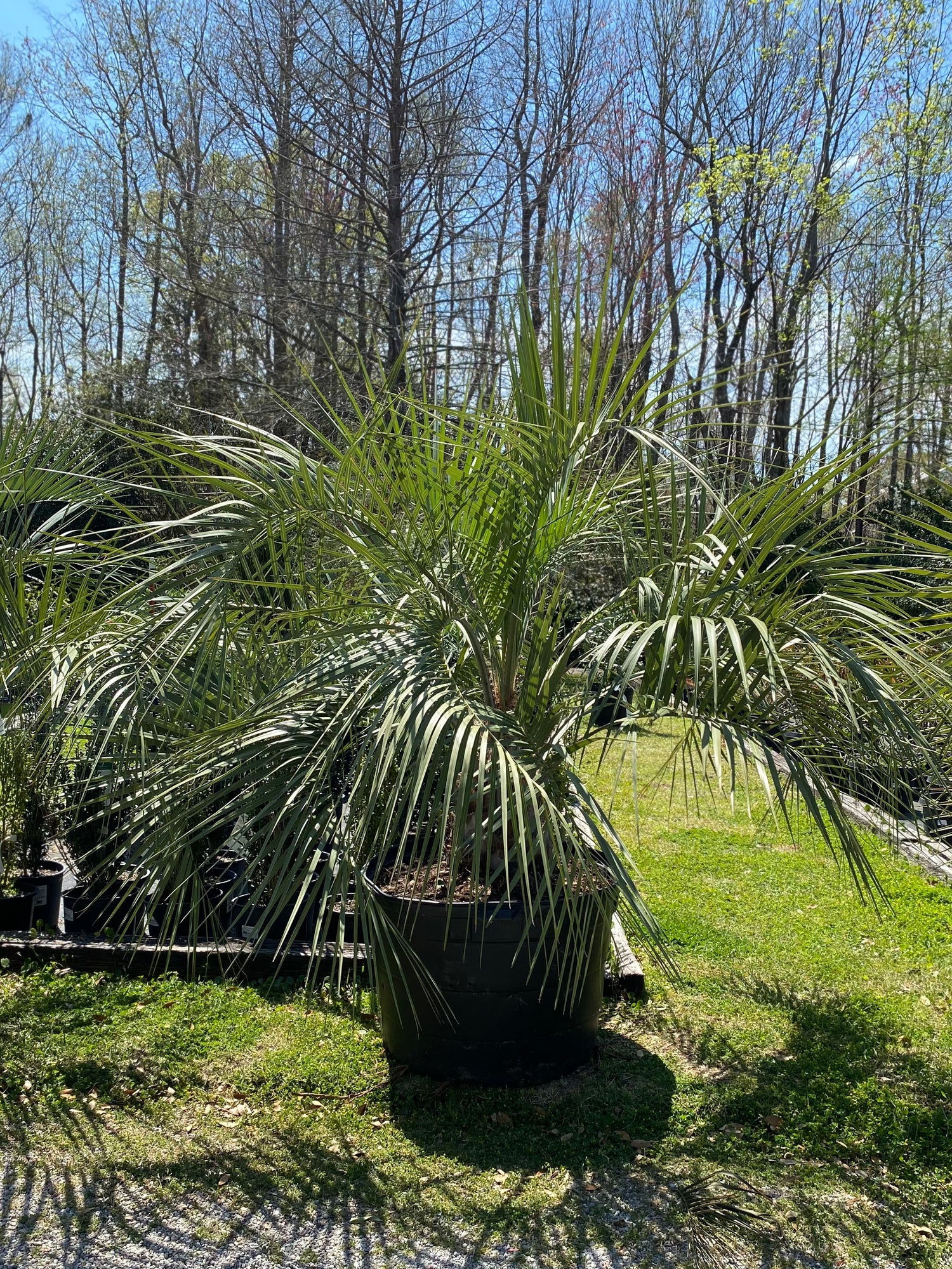 Pindo Palm
