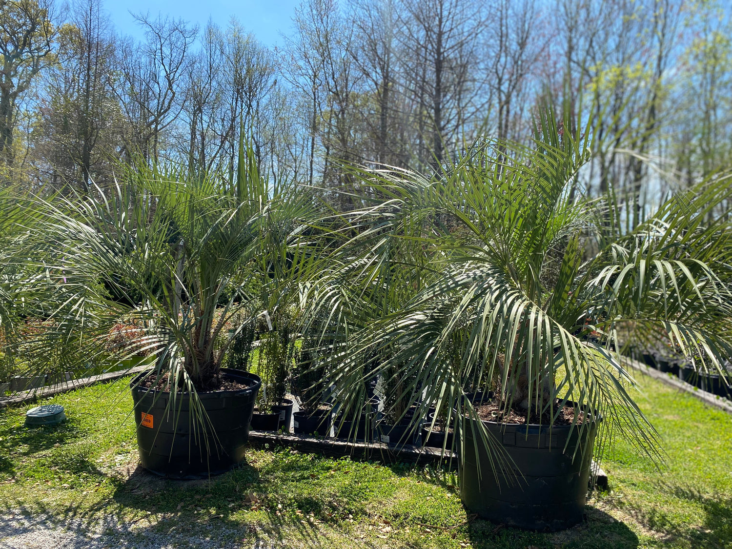 Pindo Palm