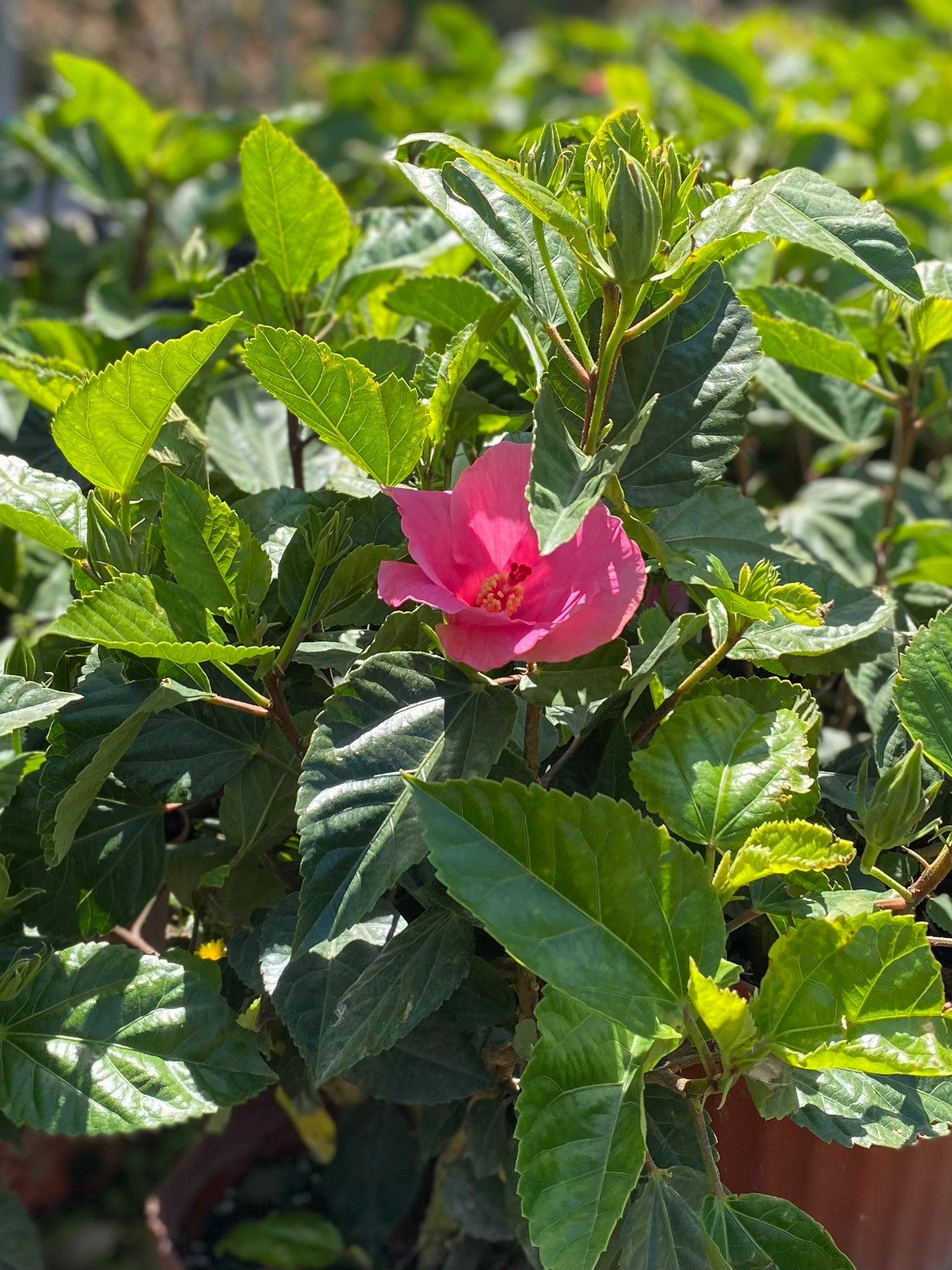 Hibiscus Bush - Seminole Pink