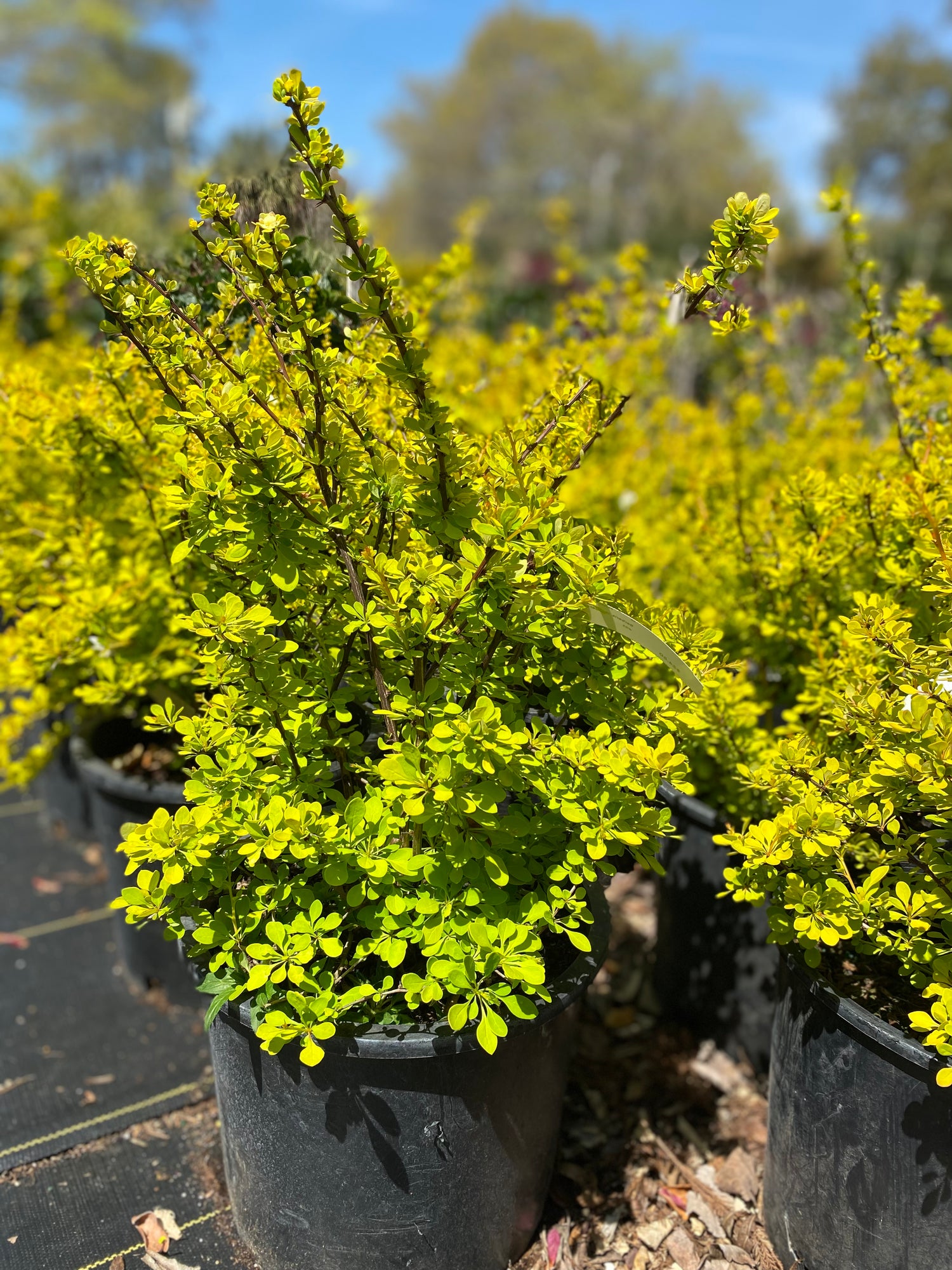 Golden Dwarf Japanese Barberry