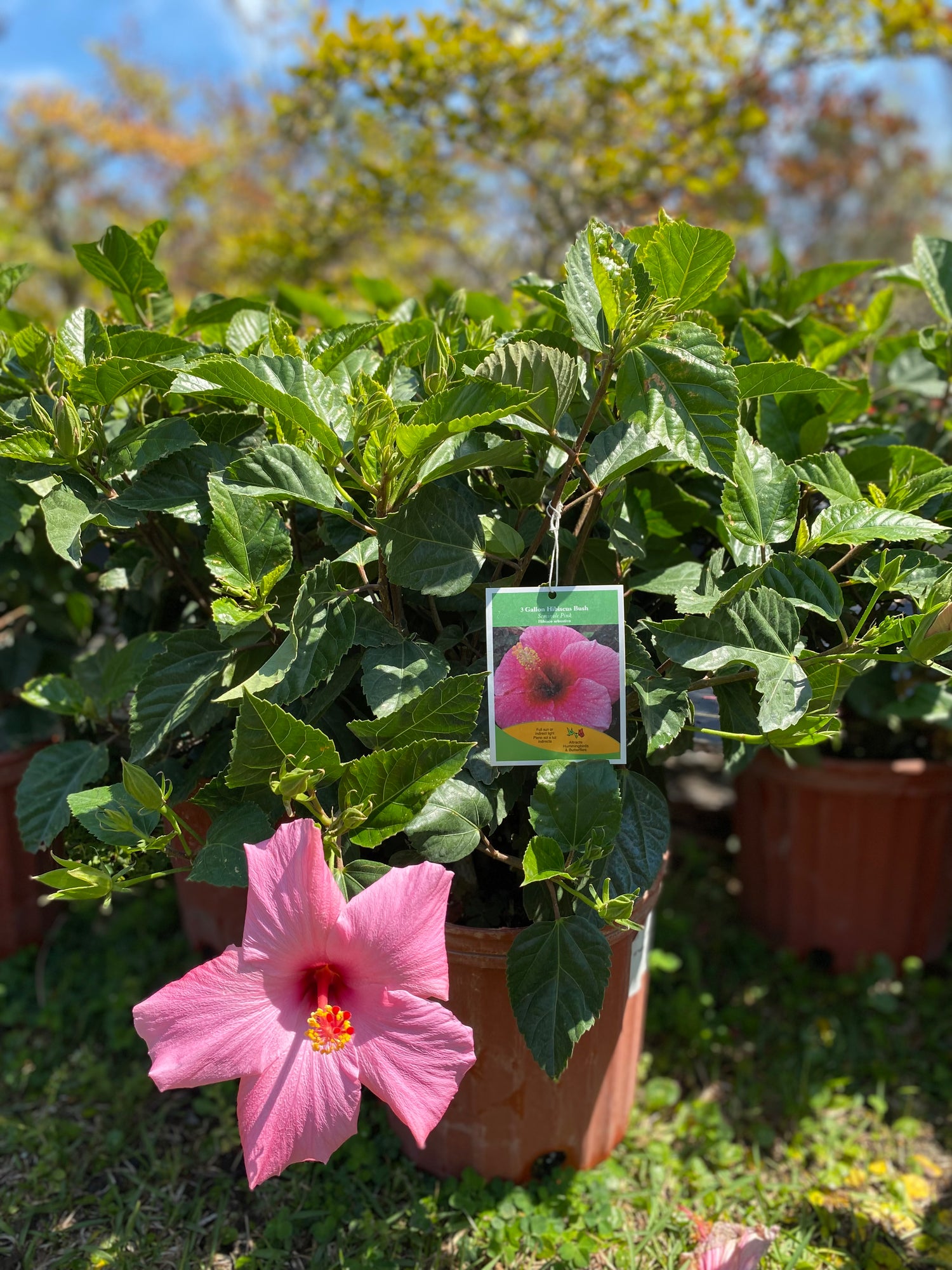 Hibiscus Bush - Seminole Pink