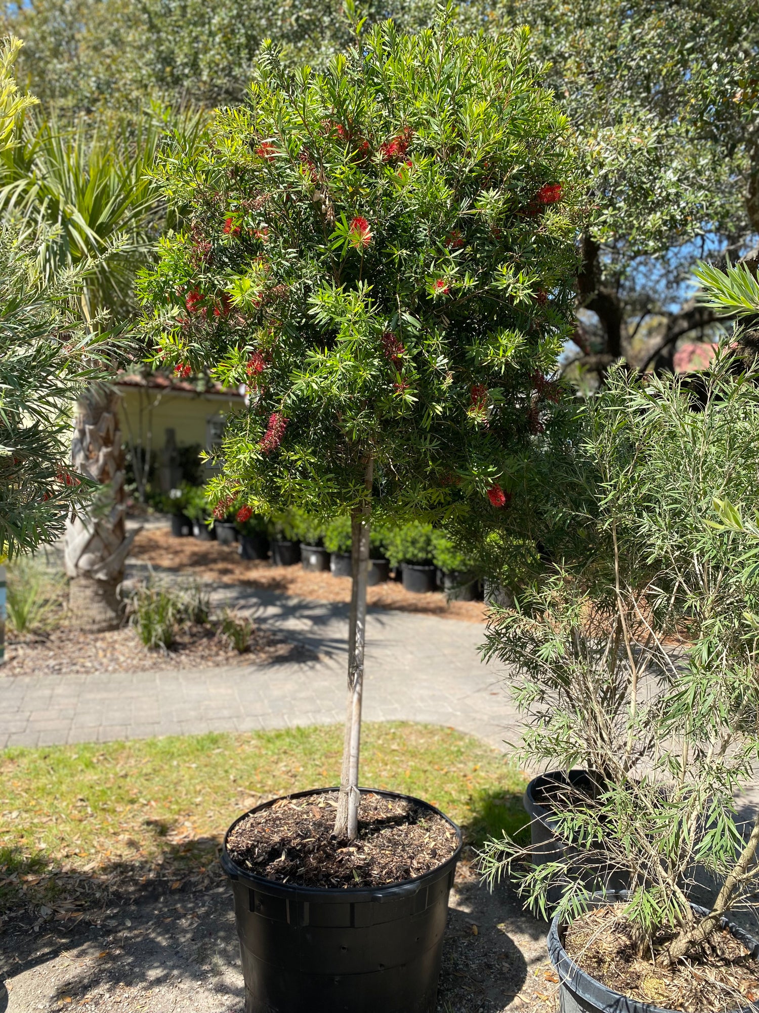 Crimson Bottlebrush Tree
