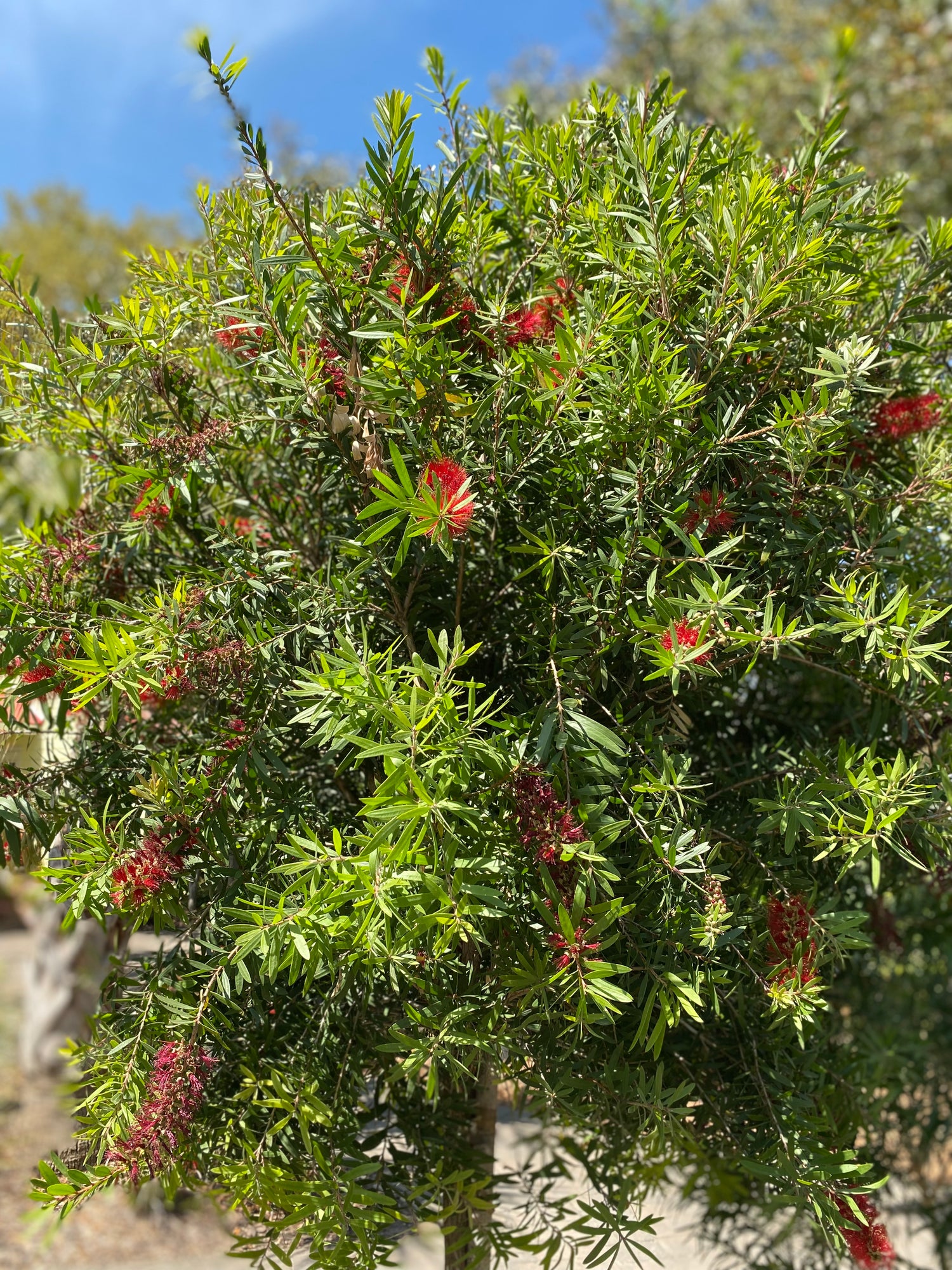 Crimson Bottlebrush Tree